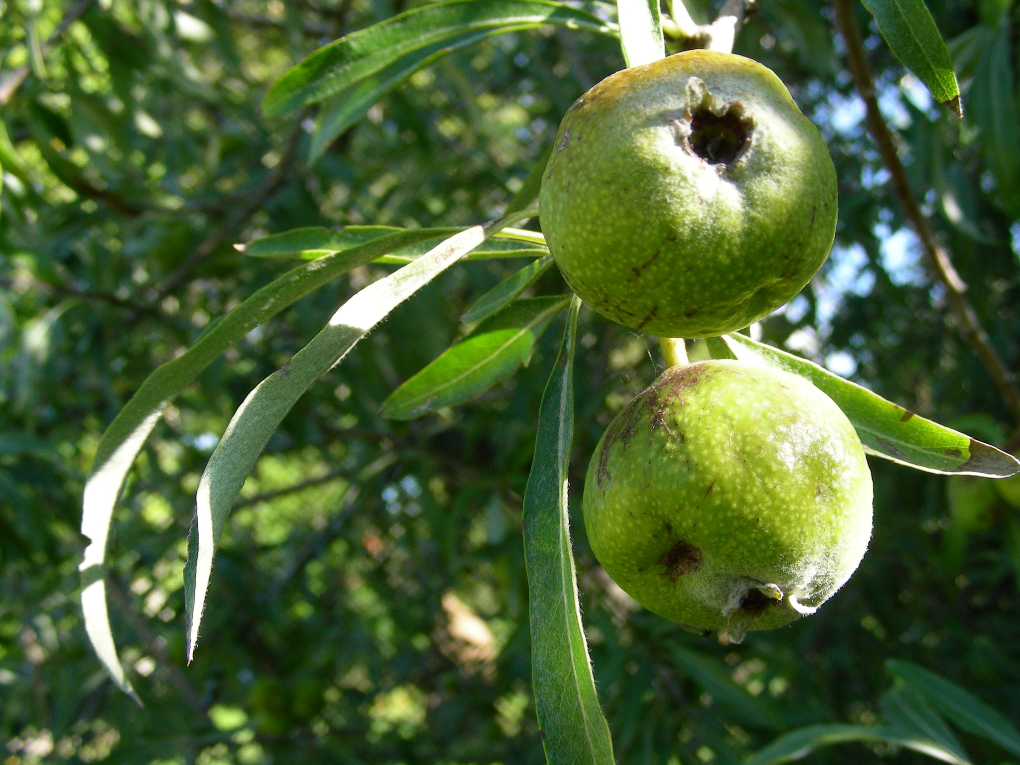 Pyrus salicifolia - Weidenbirne, unreife Früchte  © Mag. Angelika Ficenc