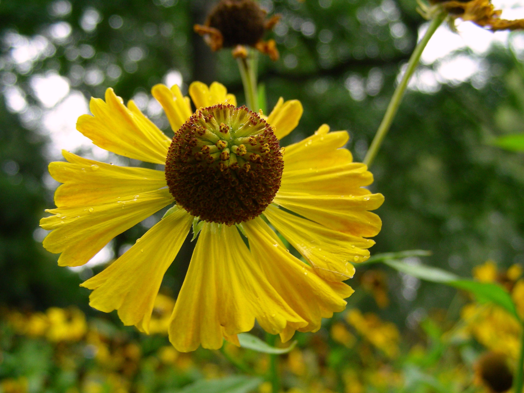 Helenium autumnale - Gewöhnliche Sonnenbraut, Blüte, Seitenansicht  © Mag. Angelika Ficenc