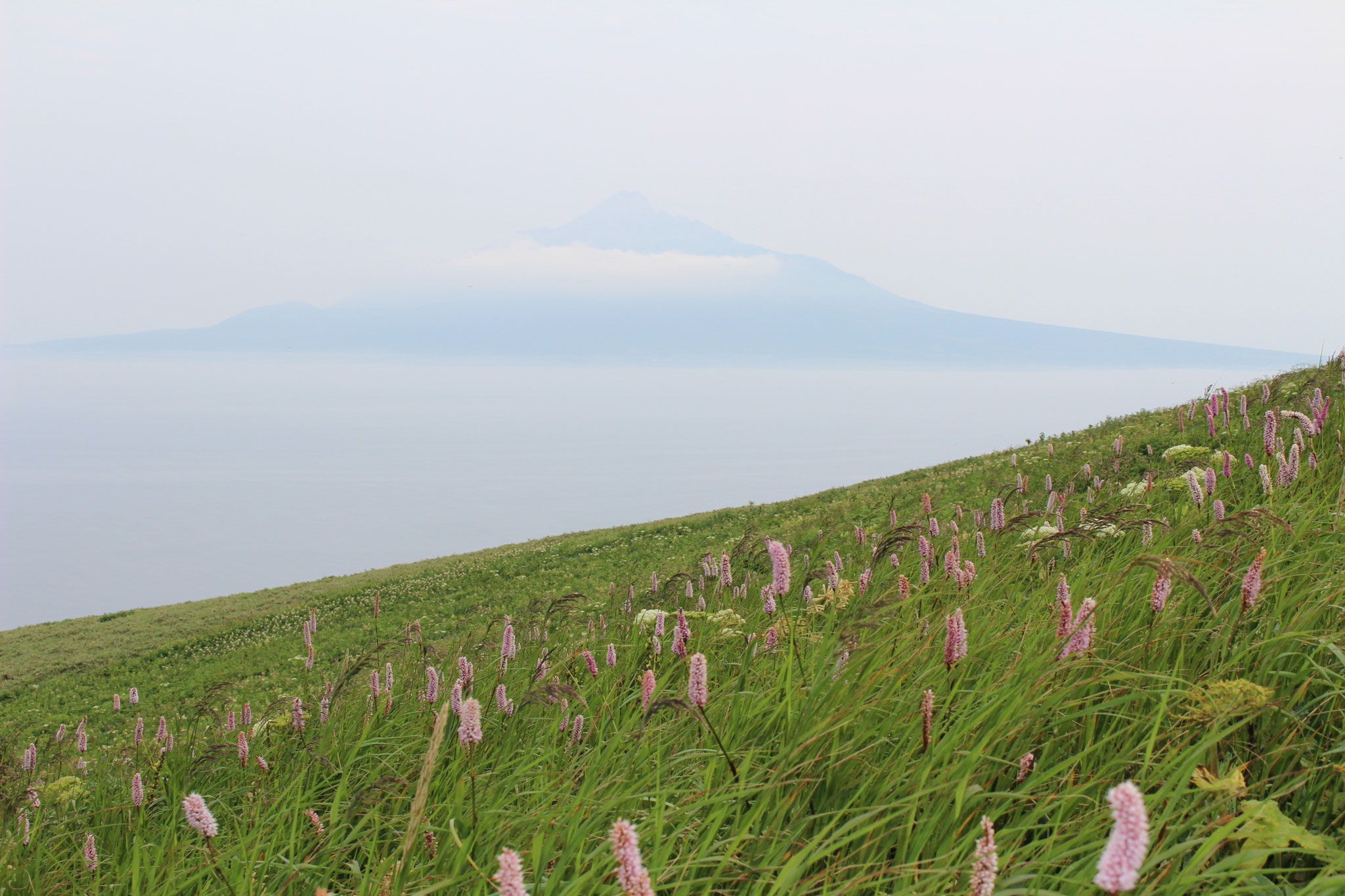 礼文島山岳コースから利尻富士が見えます。