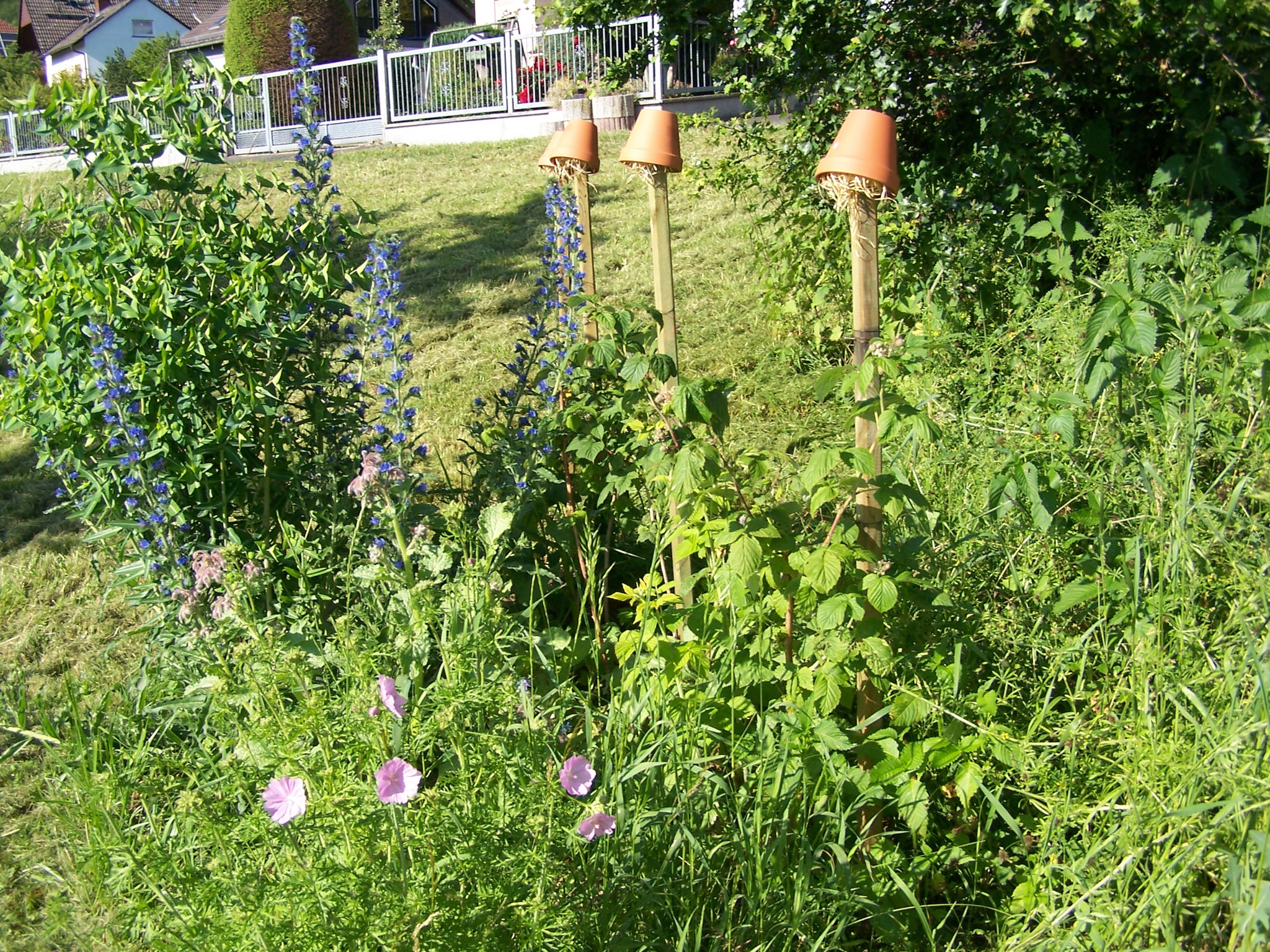 Himbeeren und Wildblumen