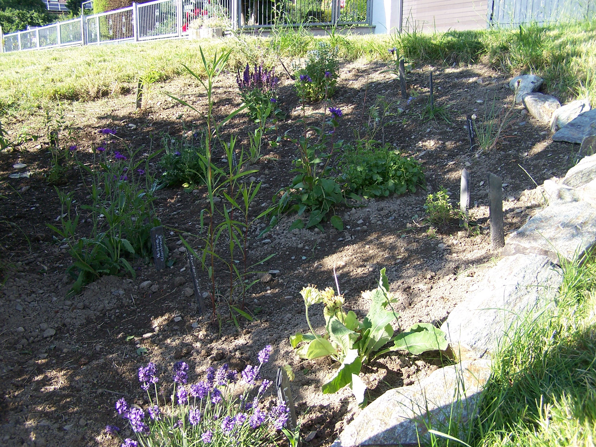 ... das Schmetterlingsbeet wurde bepflanzt und die Blumen mit Namensschildern versehen...