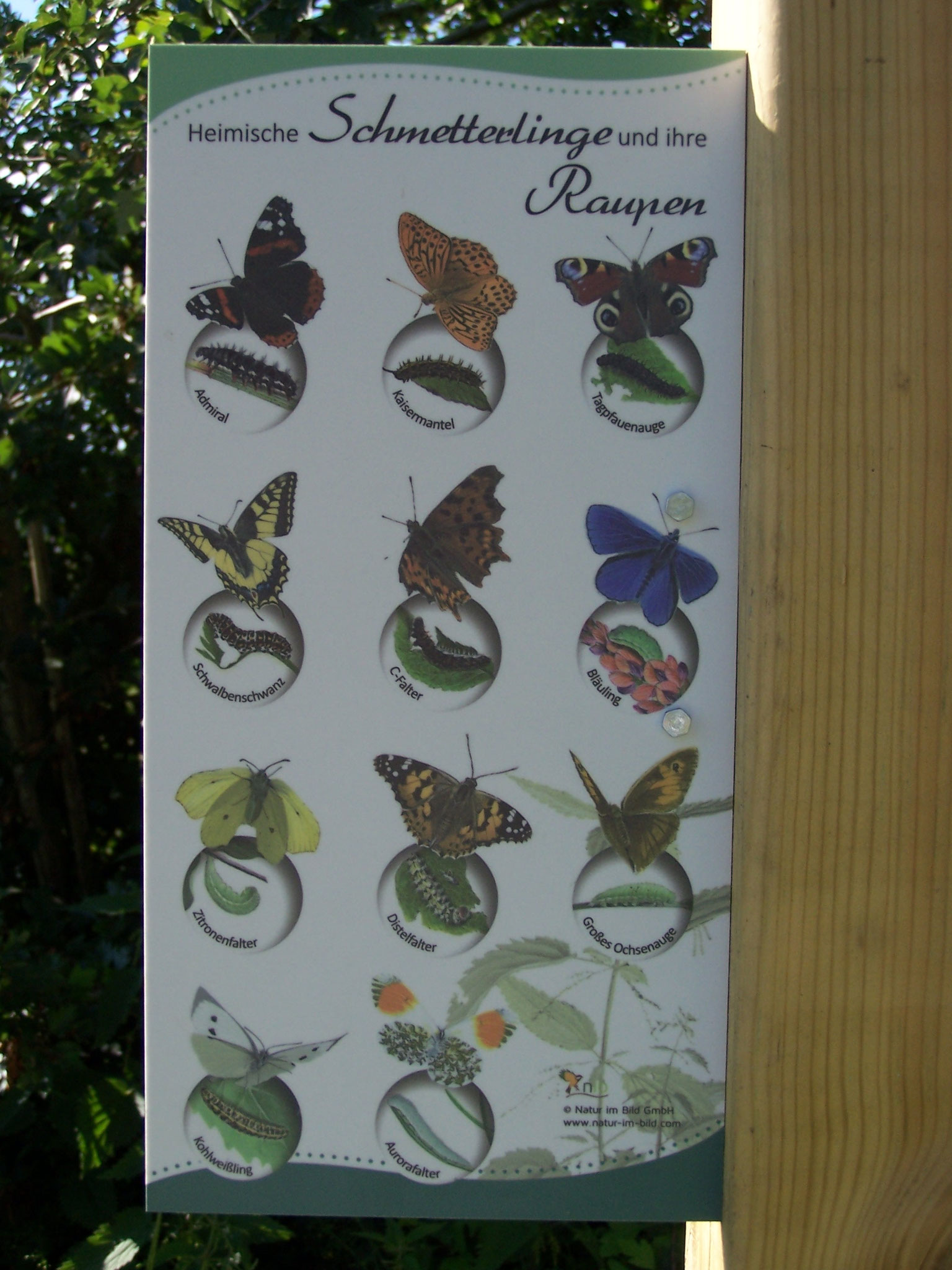 ... Infotafel am "Schmetterlingsbeet" ...