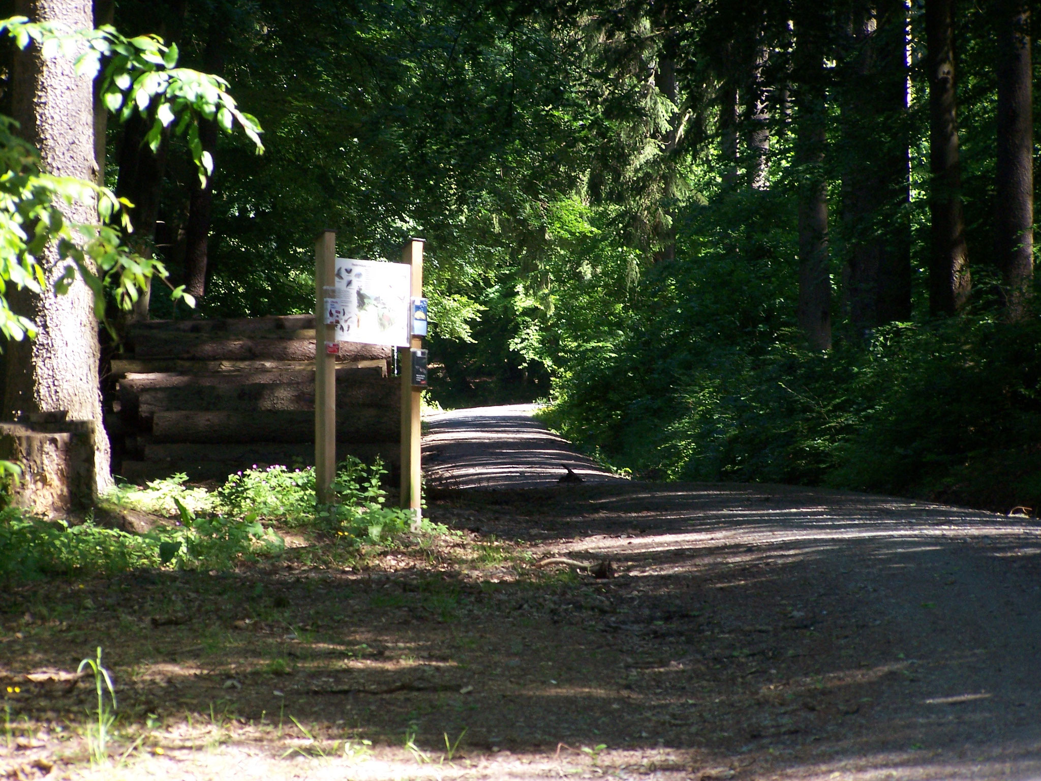 Im Waldstück oberhalb des Sportplatzes Oberems