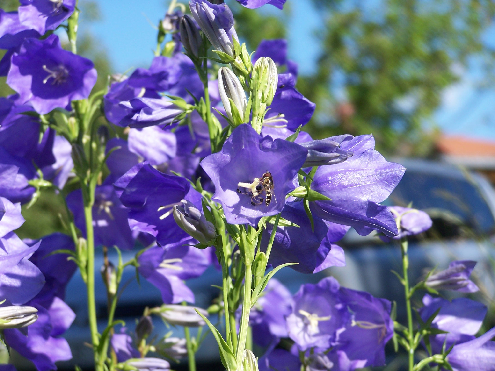 eine Wildbienen
