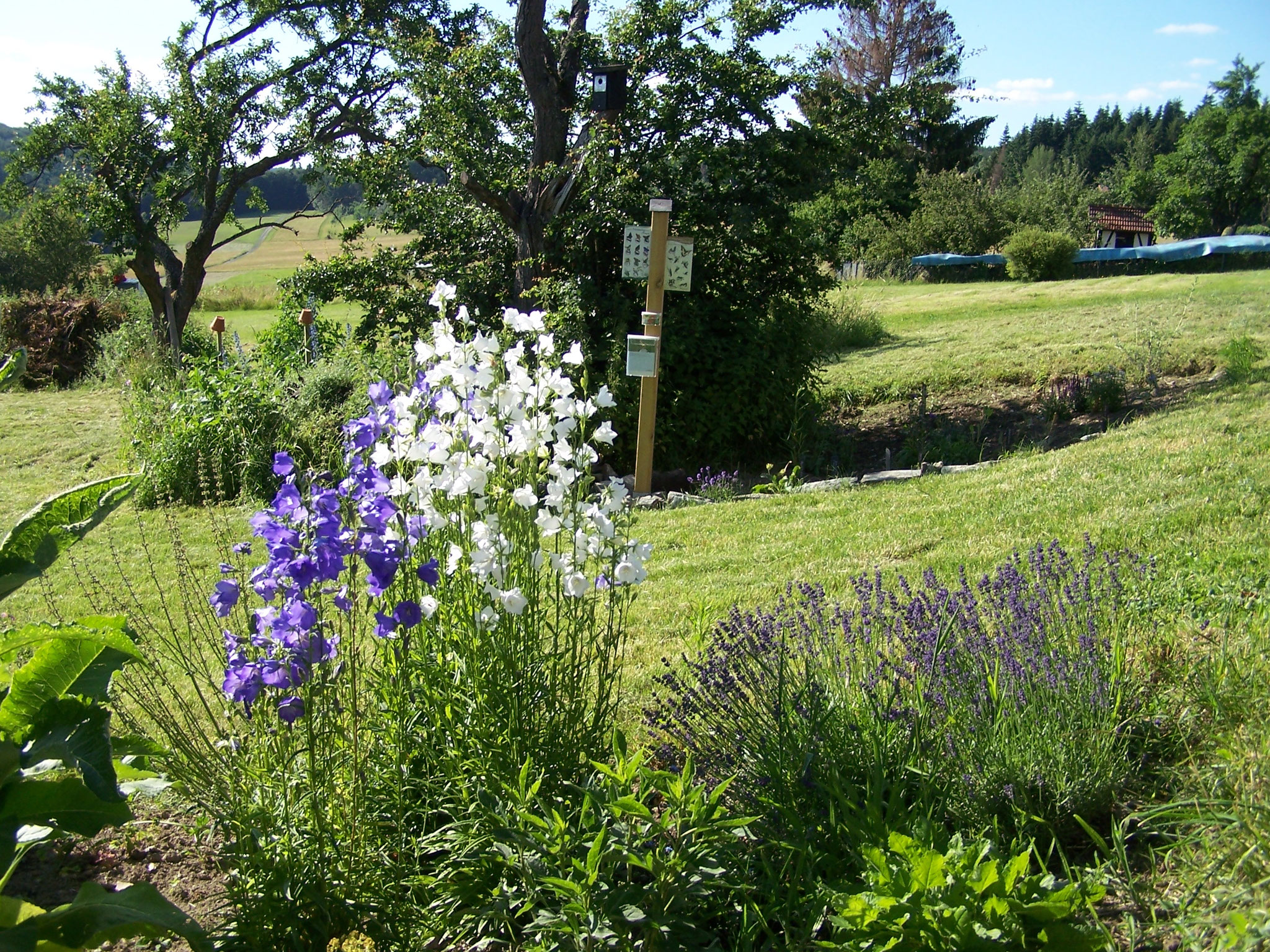 Glockenblumenblüte im Beet für Wildbienen und Schmetterlinge