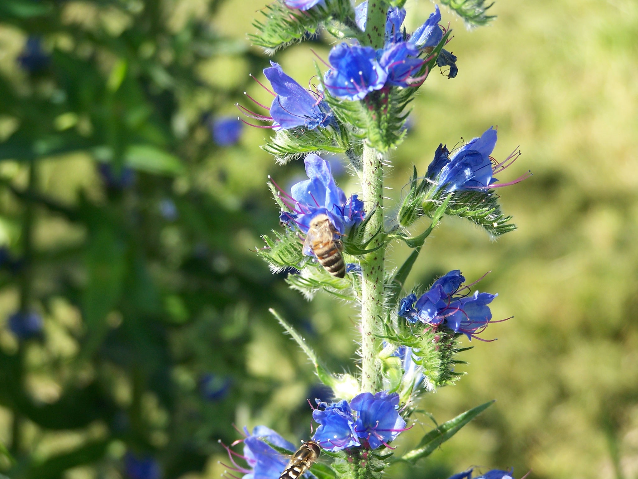 eine Wildbiene