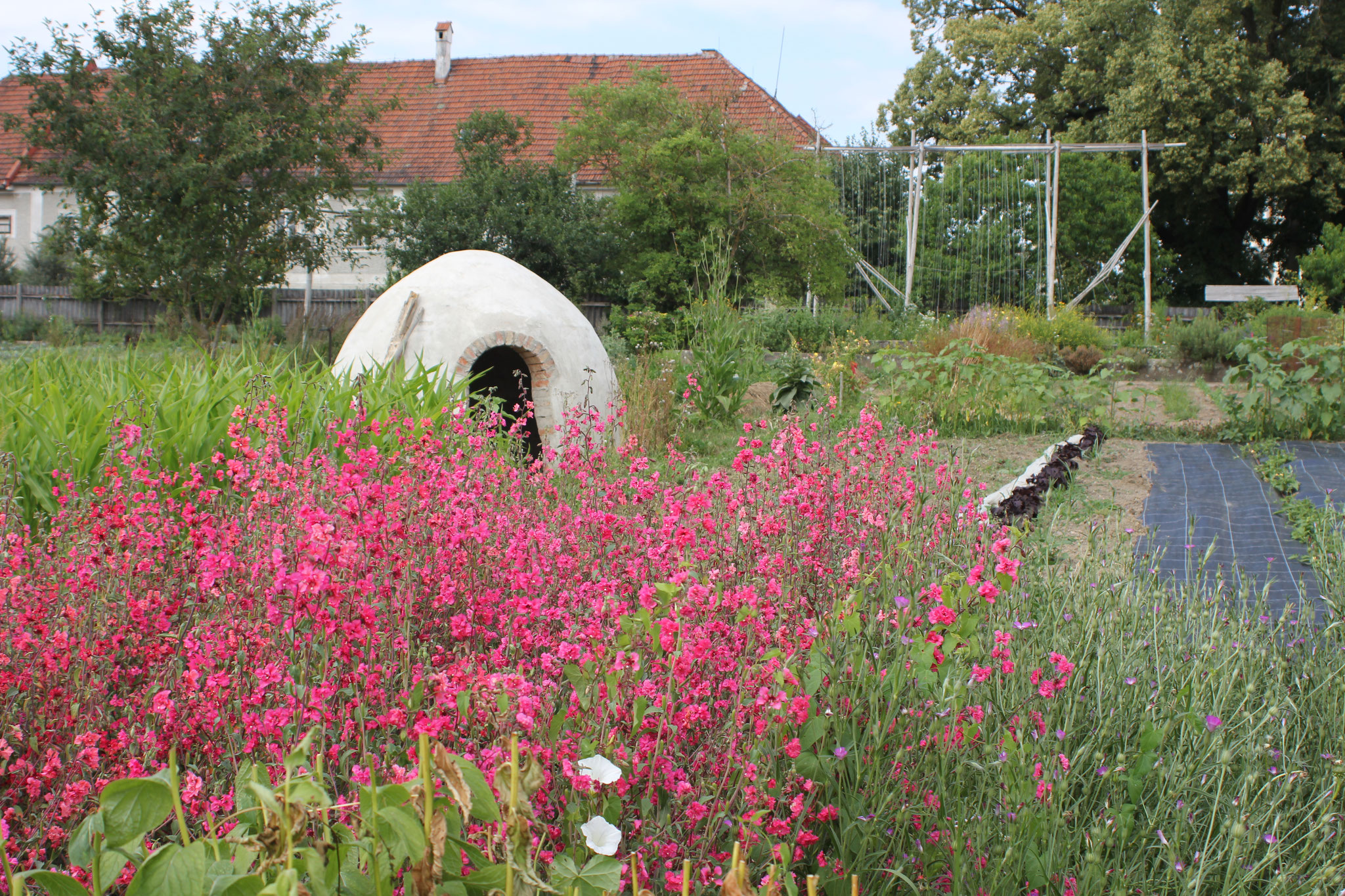 Die traditionelle Bauerngartenpflanze Mandelröschen (Clarkia elegans) in Blüte. Foto: Melissa Steinlechner