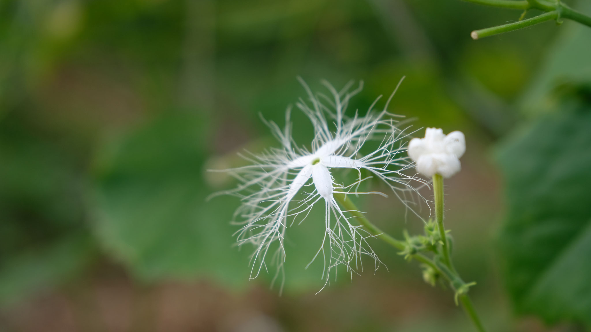 Die stark duftende, exotische Blüte der Schlangenhaargurke (Trichosanthes cucumerina). Foto: Melissa Steinlechner