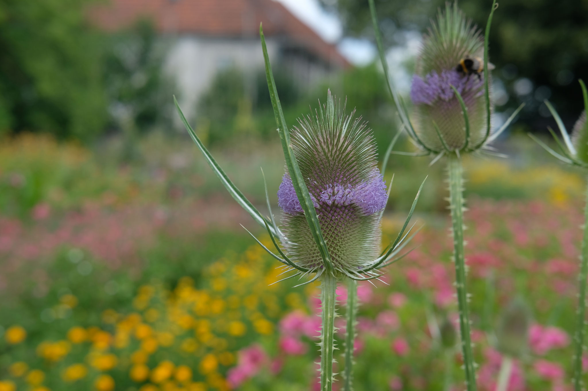 Die wilde Karde (Dipsacus fullonum L.), an der sich eine Hummel labt. Uns ist Futter für Insekten ein größes Anliegen. Foto: Su Mara Kainz