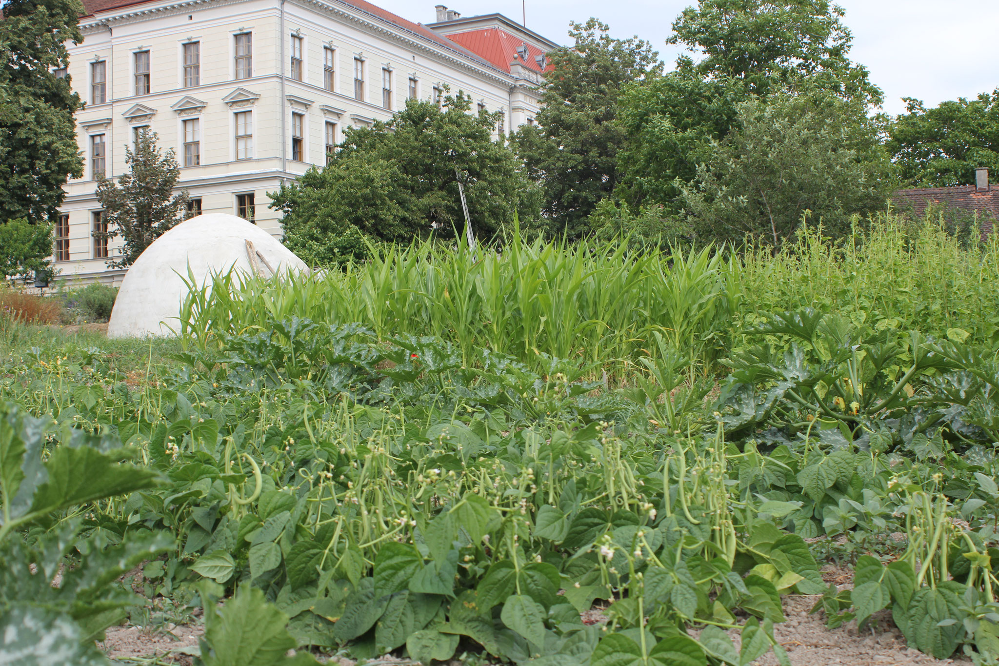 Fisolen- und Zucchinikultur in Vordergrund. Im Hintergrund ein Maissatz. Foto: Melissa Steinlechner