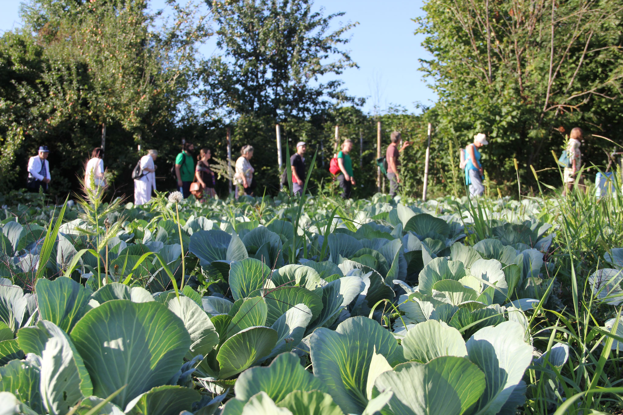 Teilnehmende an einer Gartenführung bei einem unserer Sommerfeste. Foto: Waltraud Steinlechner