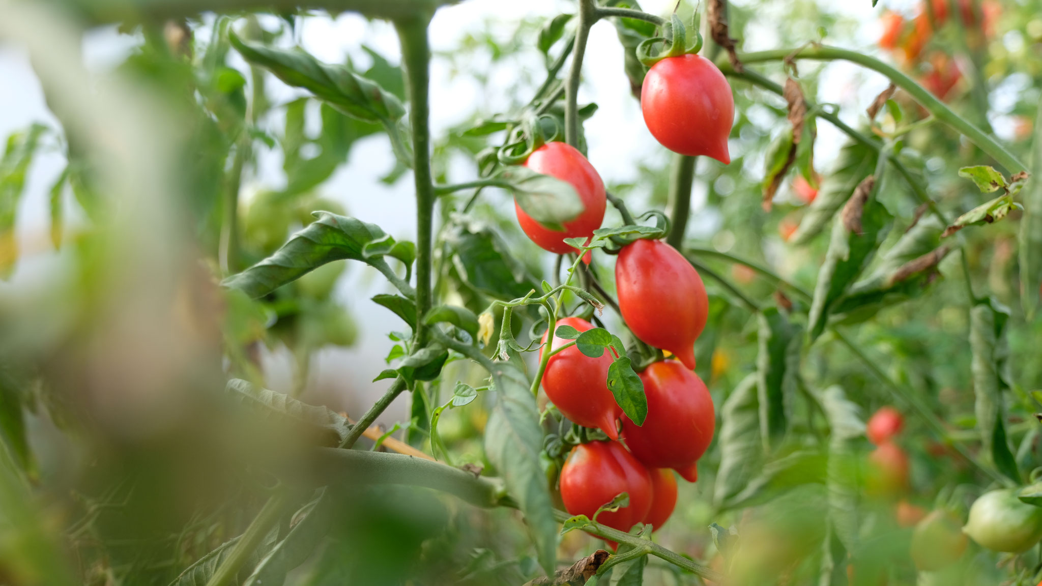 Die Saucen-, und Lagertomate Pantelli (Solanum lycopersicum L.). Foto: Su Mara Kainz