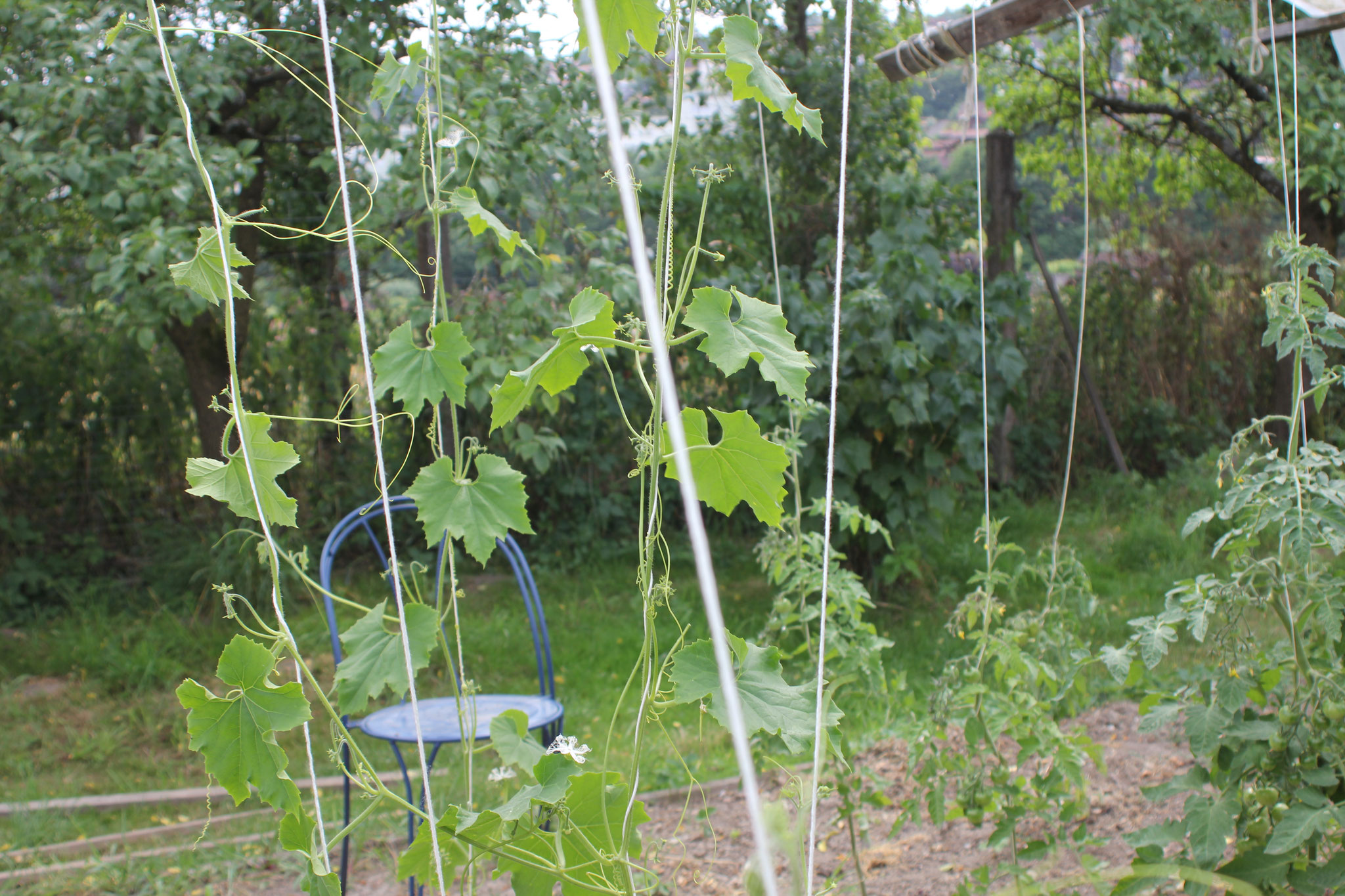 Eine Auszeit im Garten nehmen und den Pflanzen beim wachsen zusehen. Foto: Melissa Steinlechner