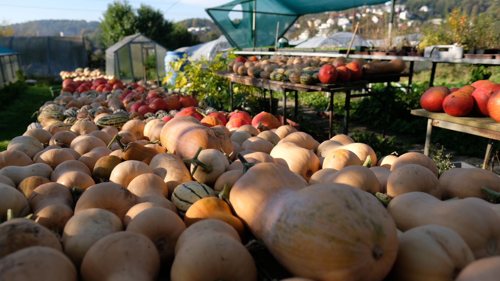 Im Herbst werden die Lagerkürbise geerntet: Longe de Nice-, Butternut-, Hokkaido-Kürbise. Foto: Su Mara Kainz