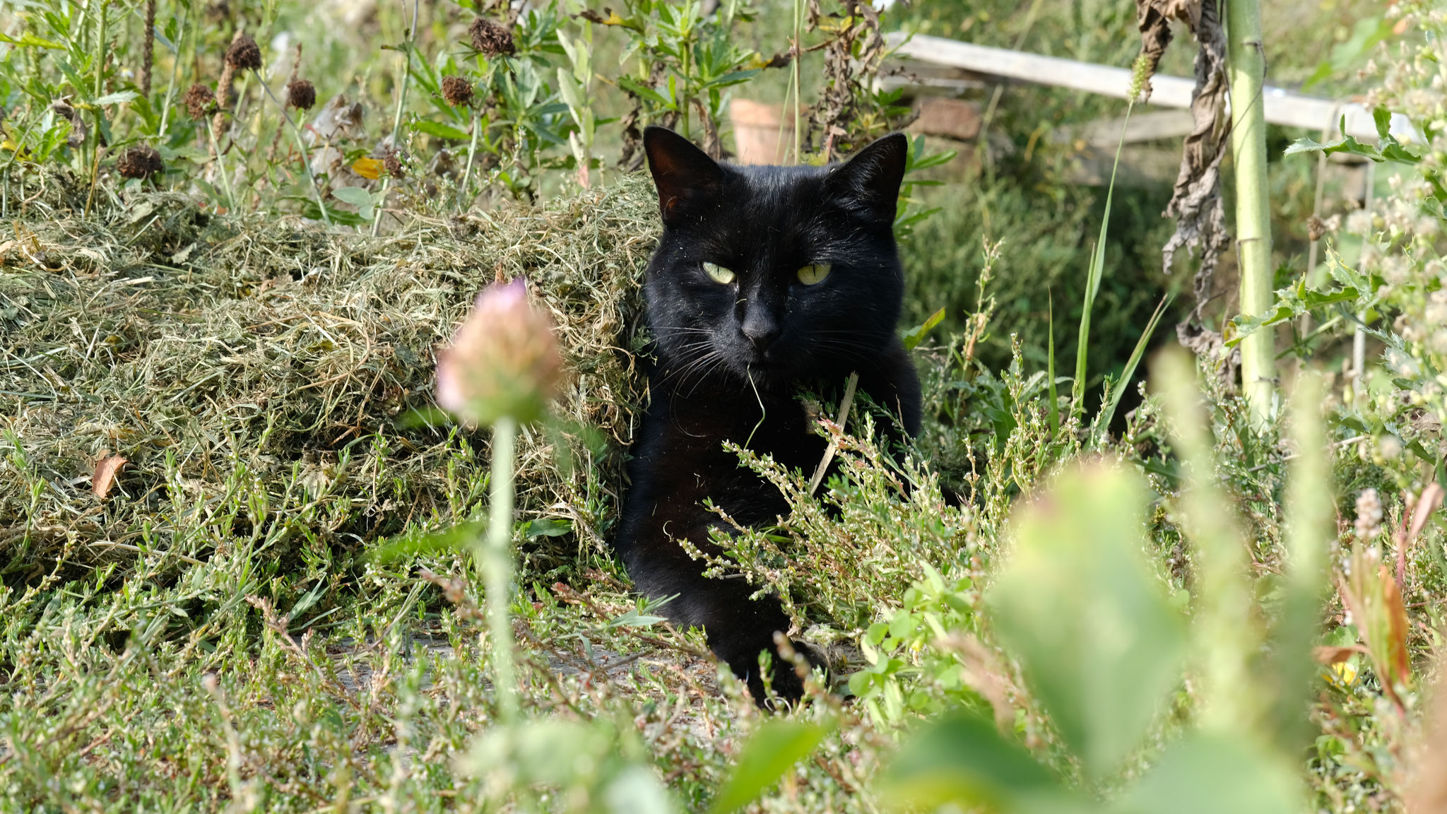 Die eigentliche Königin des Gartens: Mo, die kleine Pantherin. Foto: Su Mara Kainz