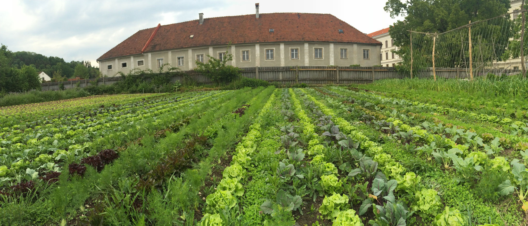 Bei uns wird unter anderem in Mischkulturen gepflanzt. Bewährt haben sich Salat, Fenchel und Kohlrabi. 