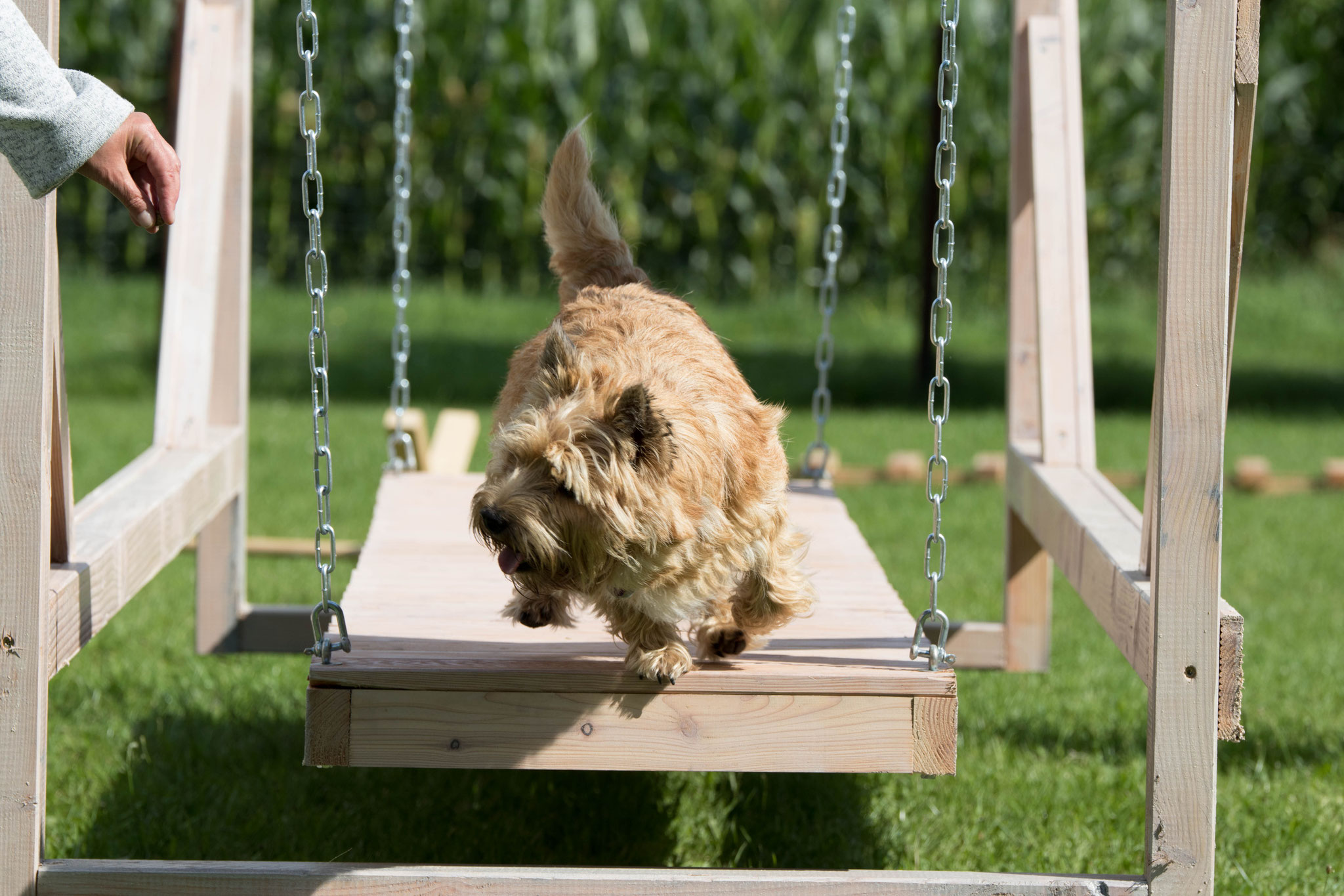 Hundesport Hundeschule und Ernährungsberatung für Hunde von Verden