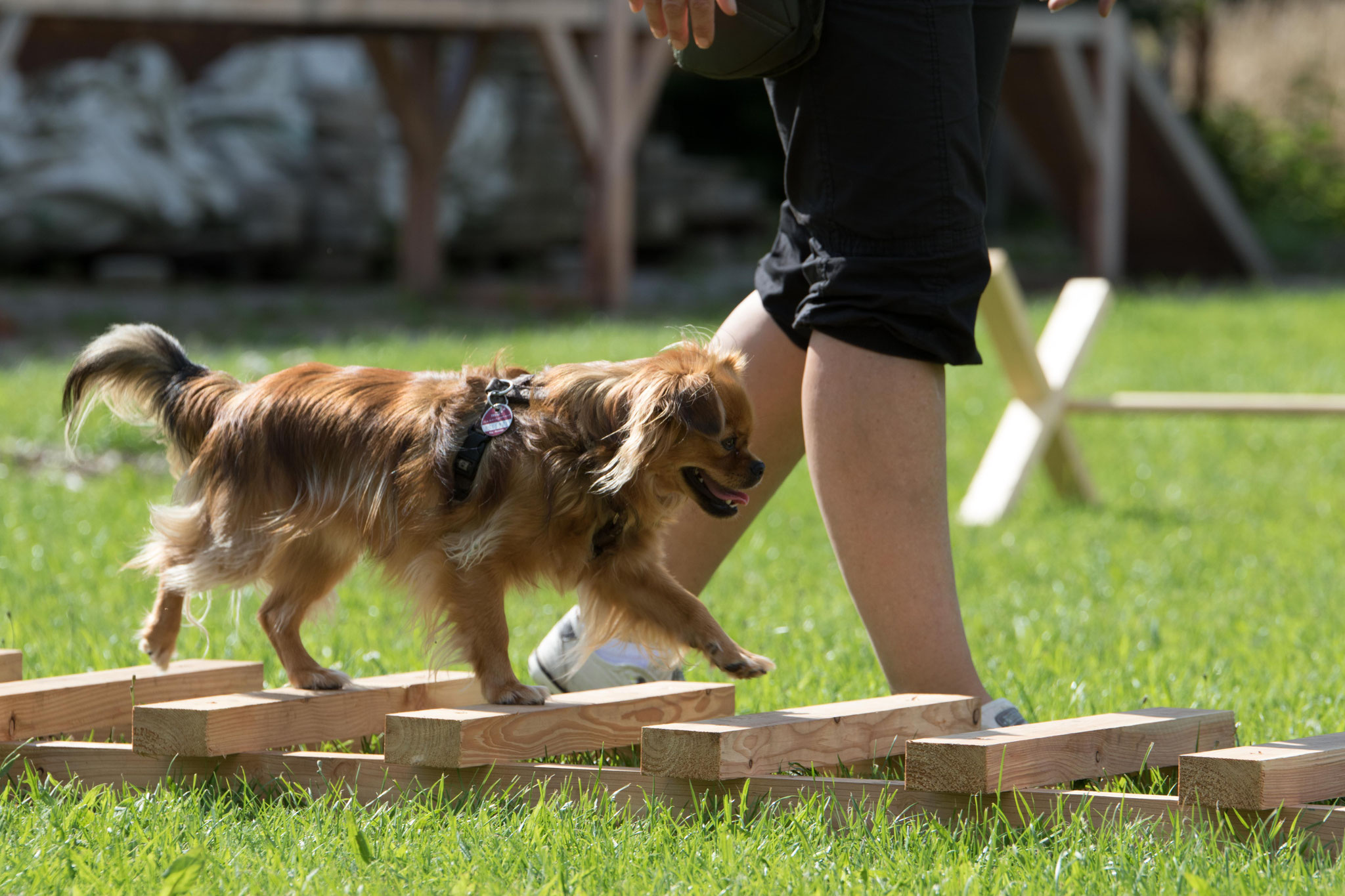 Hundesport Hundeschule und Ernährungsberatung für Hunde von Verden