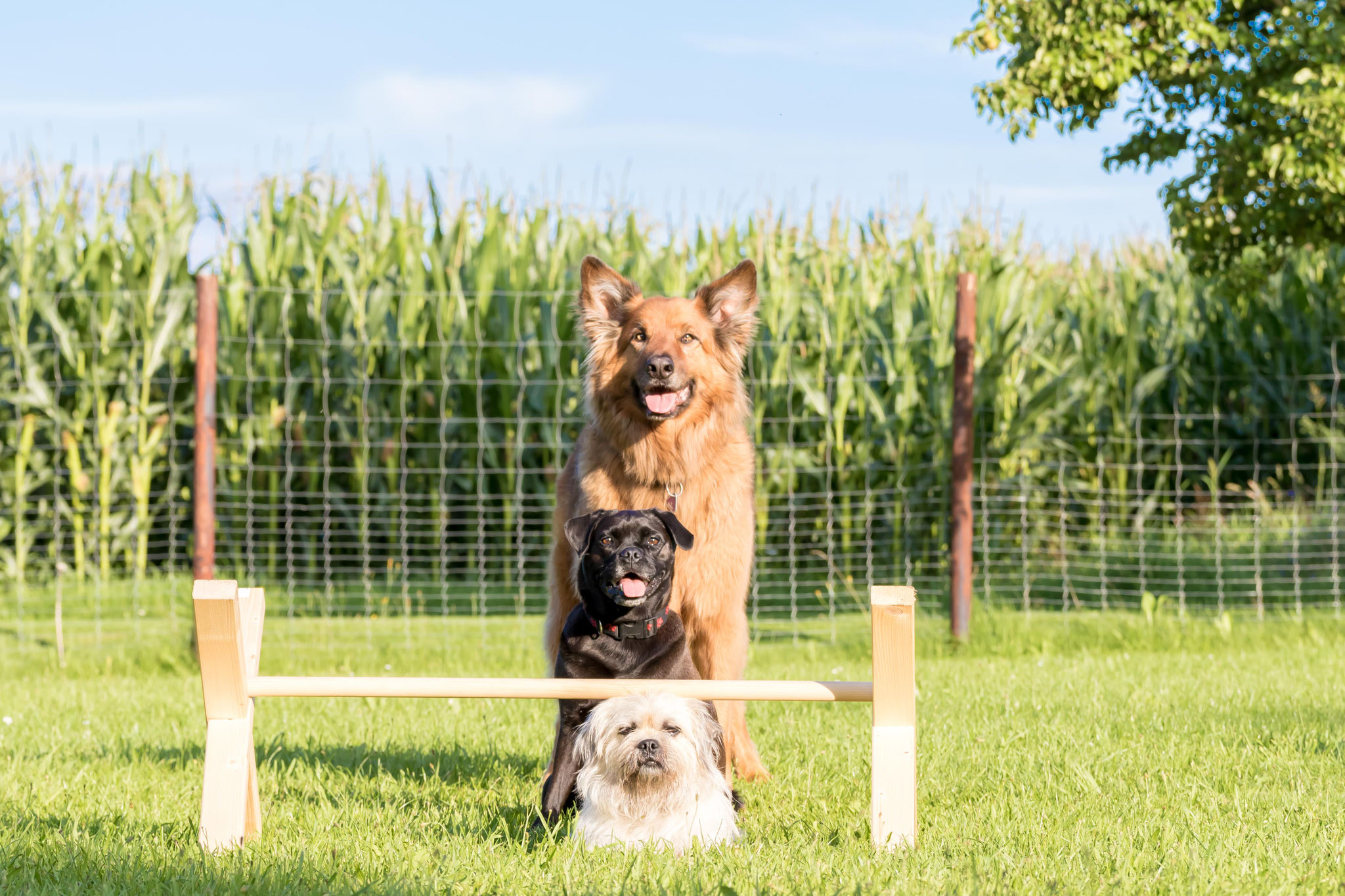 Hundesport Hundeschule und Ernährungsberatung für Hunde von Verden