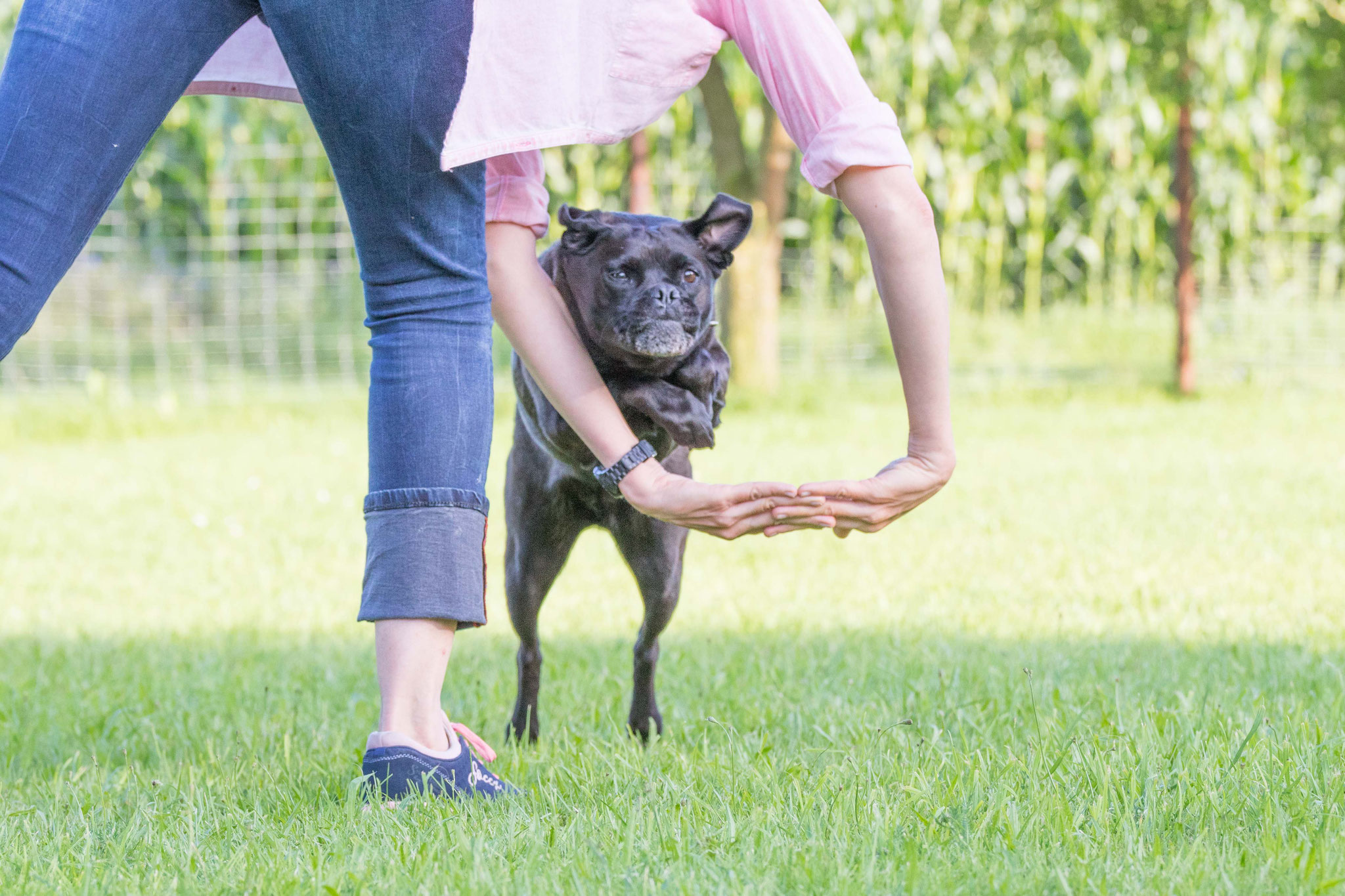 Hundesport Hundeschule und Ernährungsberatung für Hunde von Verden