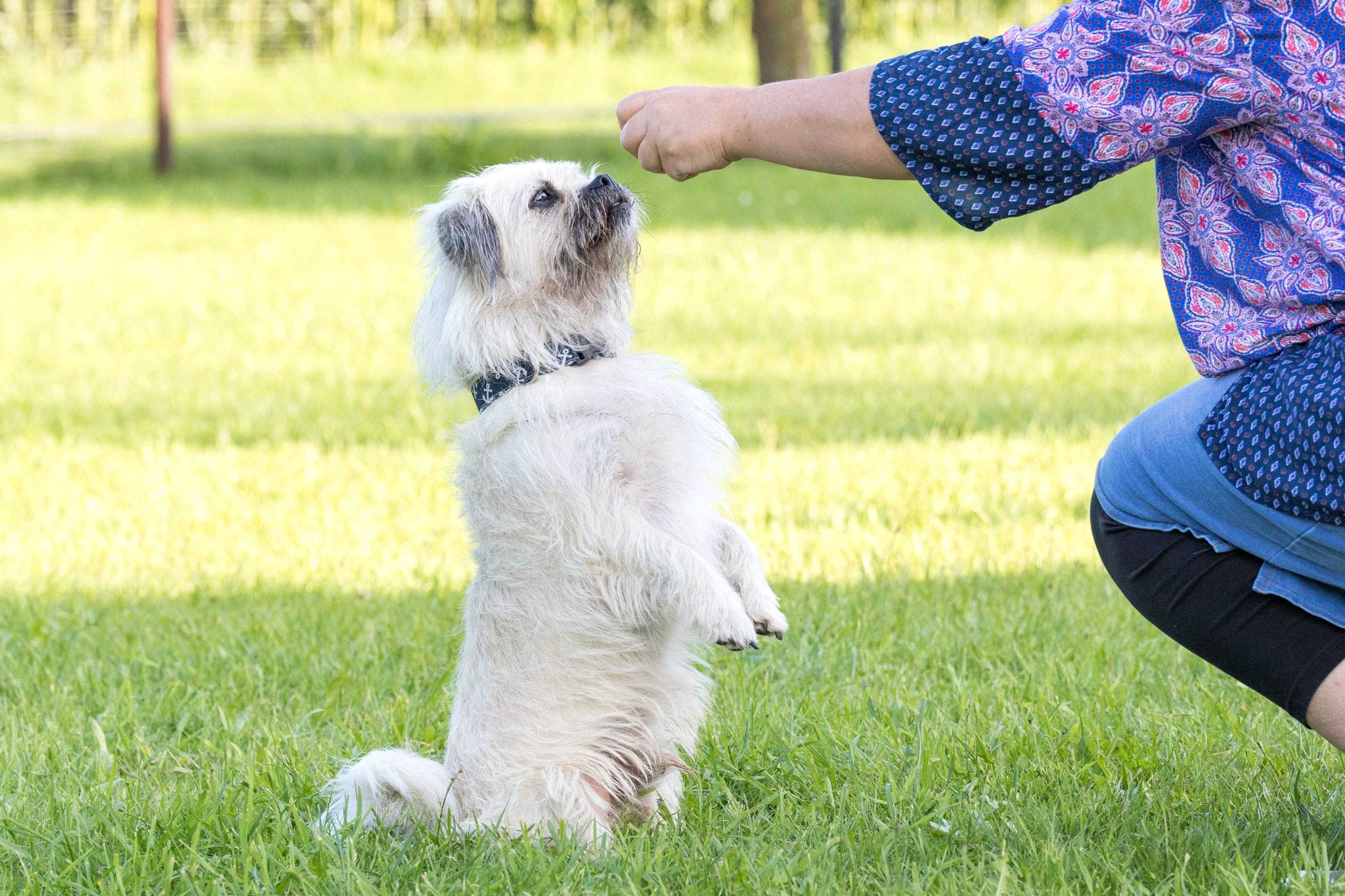 Hundesport Hundeschule und Ernährungsberatung für Hunde von Verden