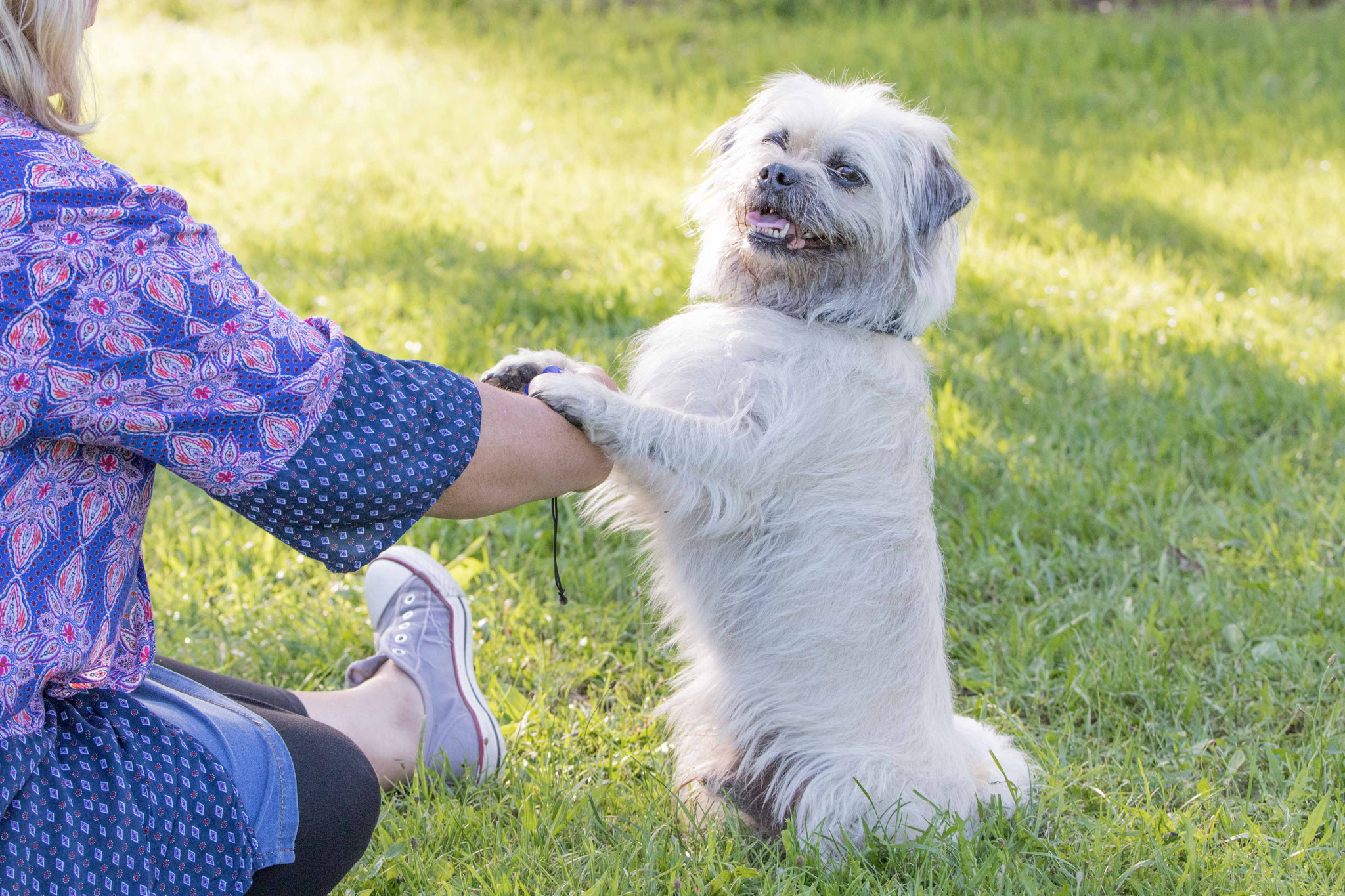 Hundesport Hundeschule und Ernährungsberatung für Hunde von Verden