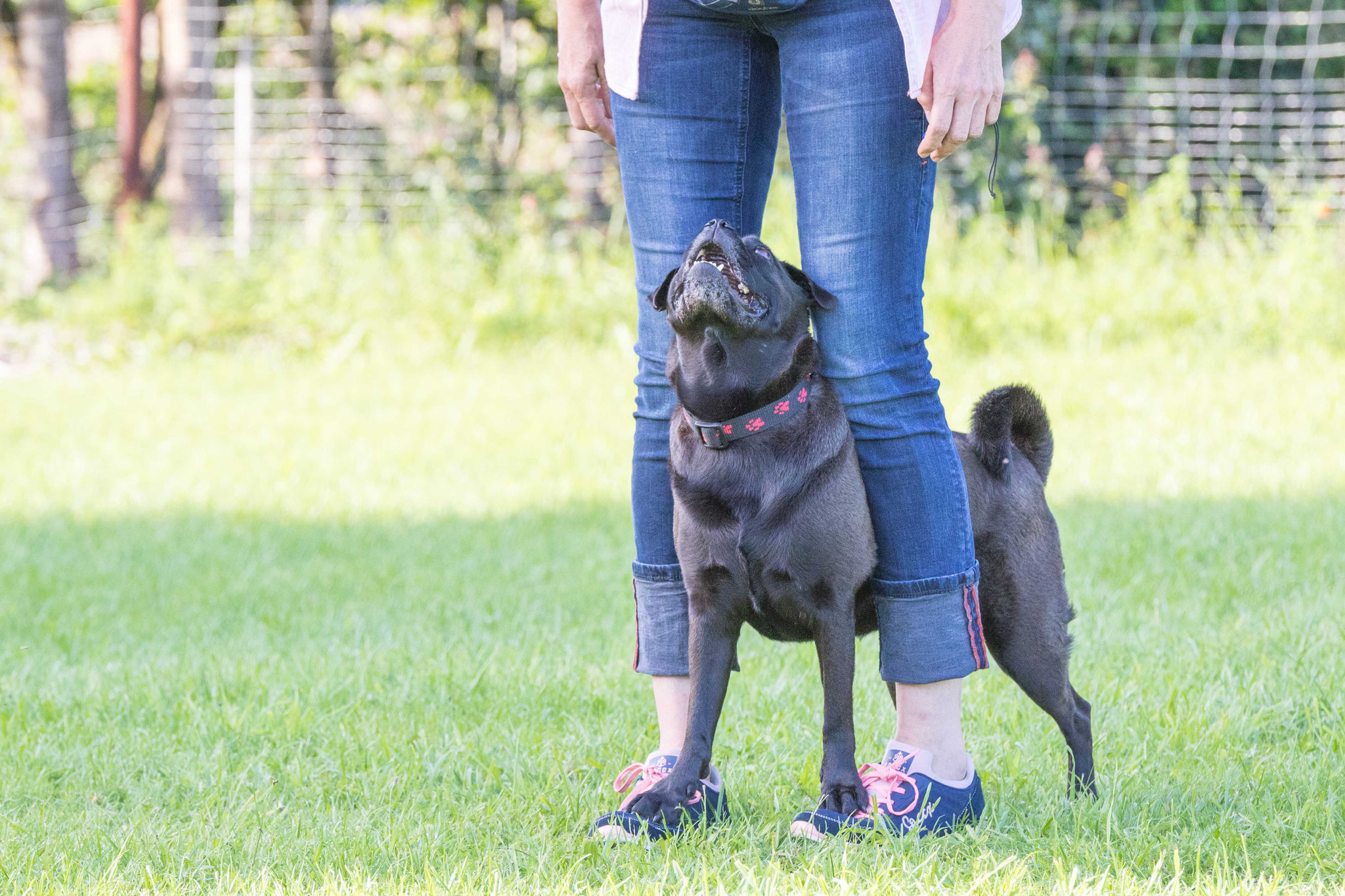 Hundesport Hundeschule und Ernährungsberatung für Hunde von Verden