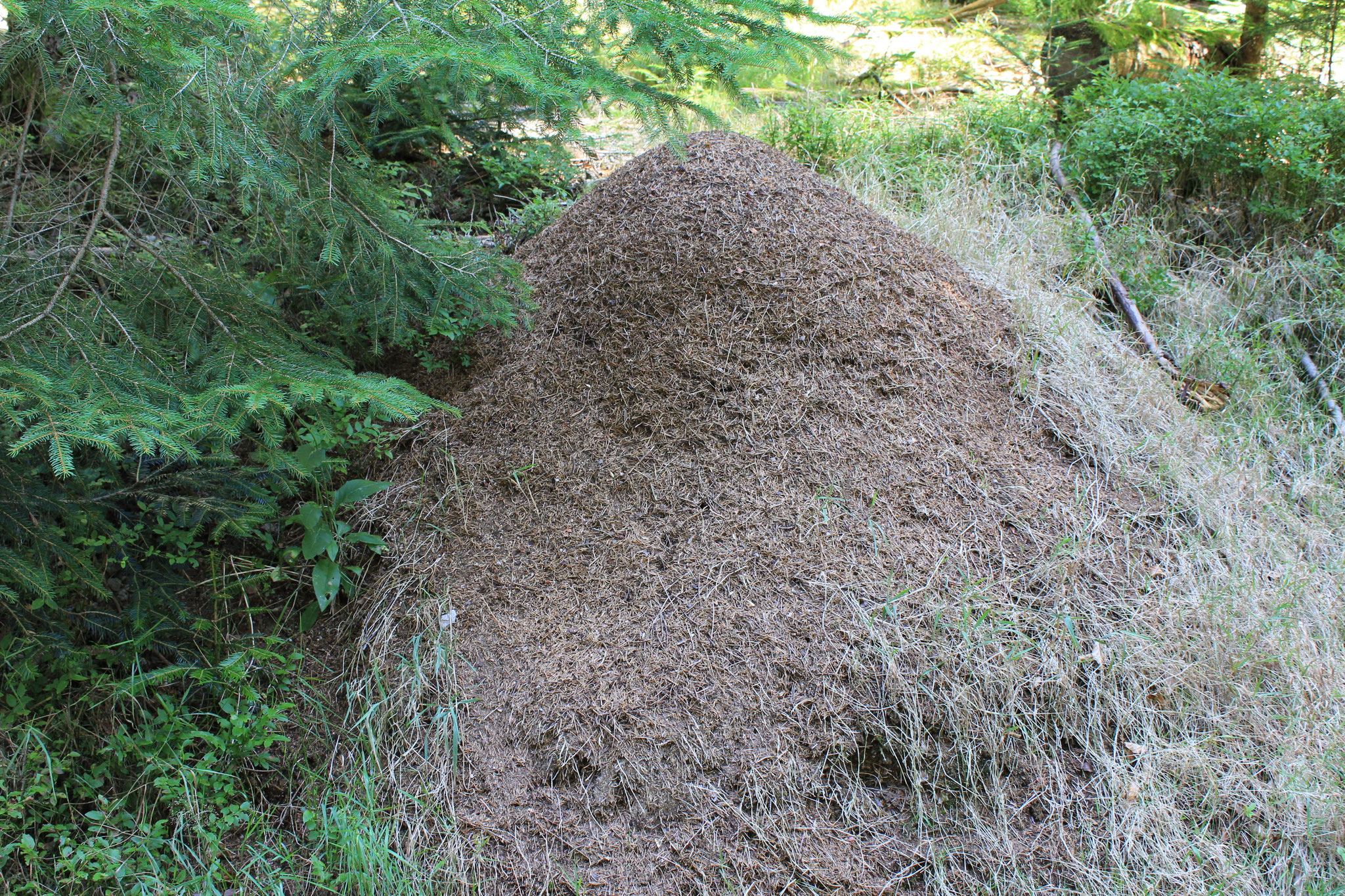 Schützenswert, Ameisenhaufen