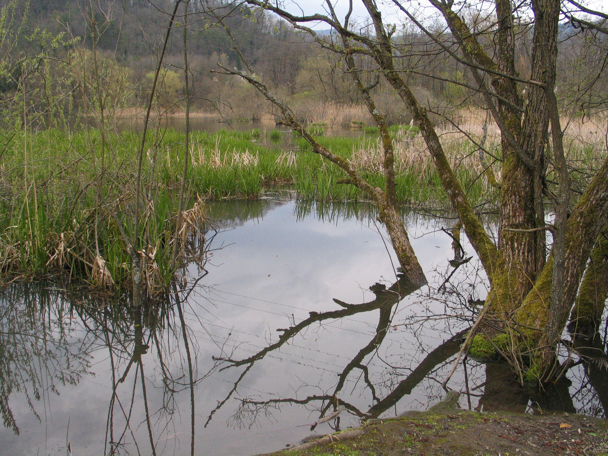 Vogelschutzgebiet am Rhein