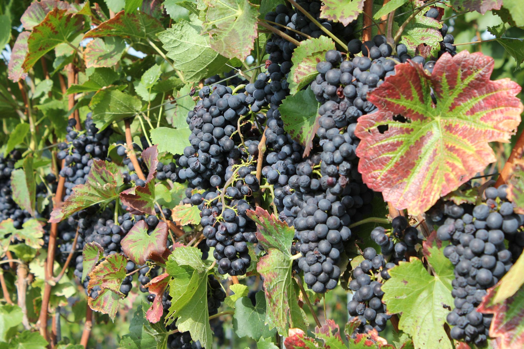 ...Lust auf Wein
