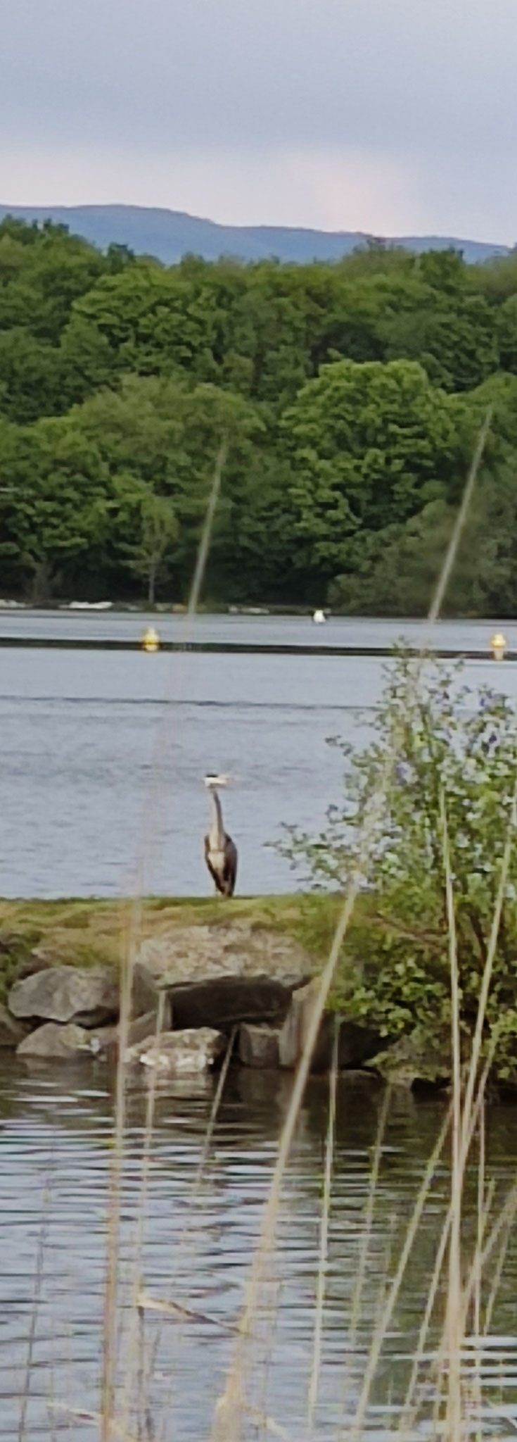 Französischer Reiher oder deutscher Einwanderer