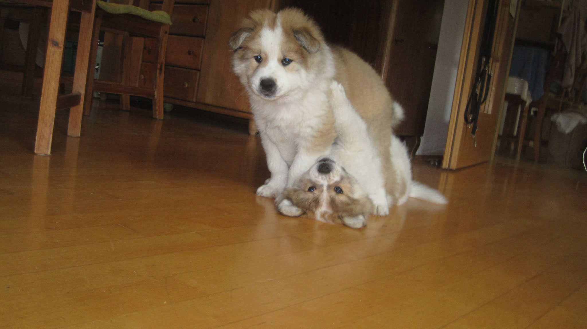 Balou mit Bailey am 12.05.2021