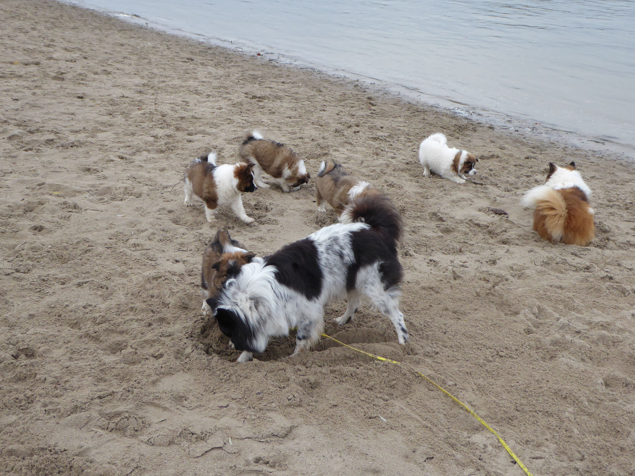 Hunde sind wie Kinder: Sand und Wasser - und sie sind glücklich!