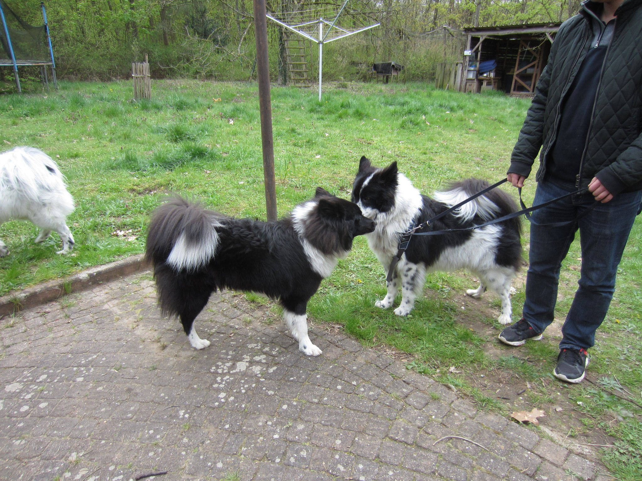 Jule (Crina) und ihr Bruder Moon (Cosmo) mochten sich ebenfalls