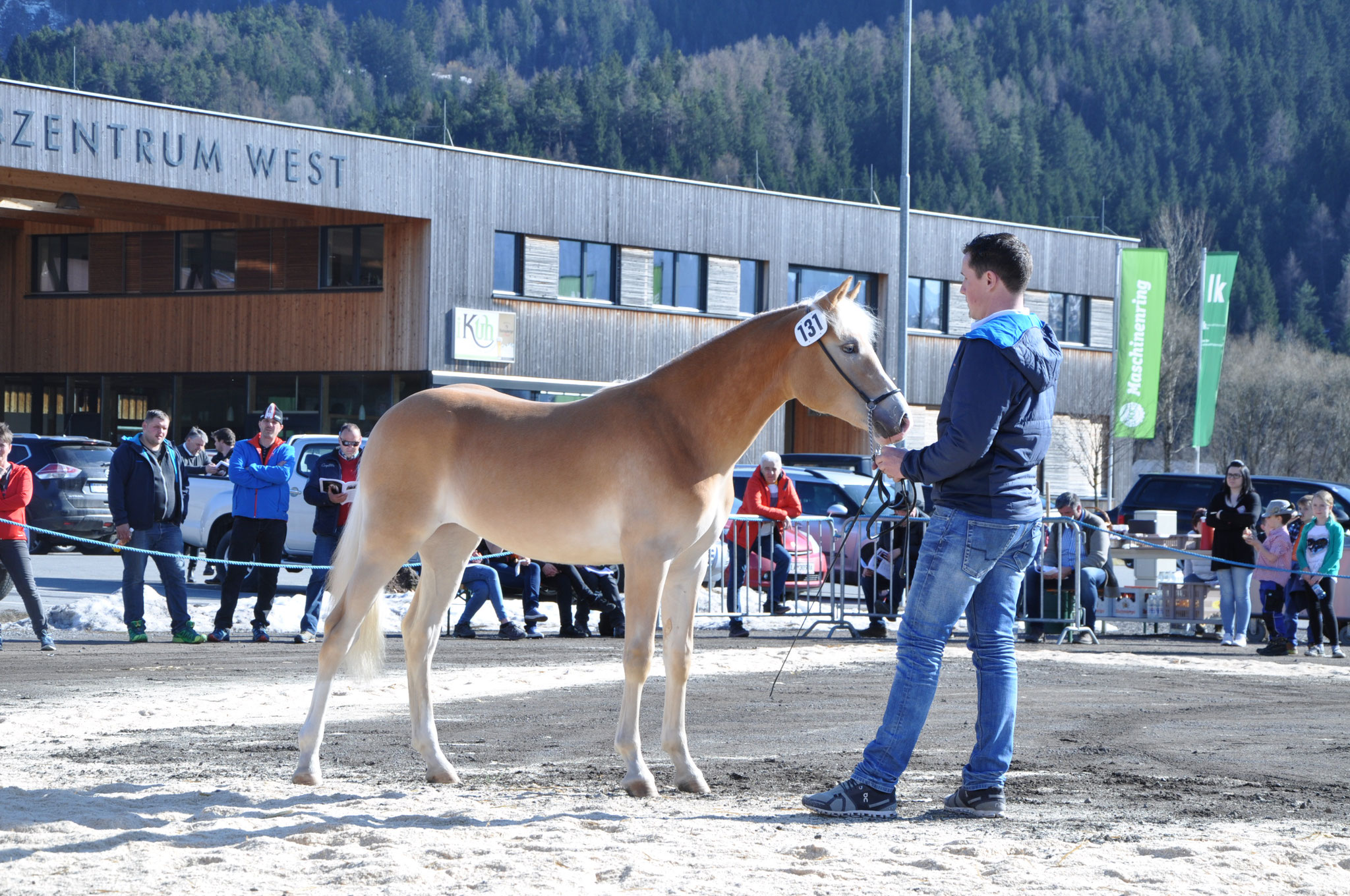 Kat.Nr 131 Labonita geb. 13.04.2017 M: 19721/T Lourdes V: liz.471/T Amerigo Besitzer: Fam. Schaffenrath, Pfunds