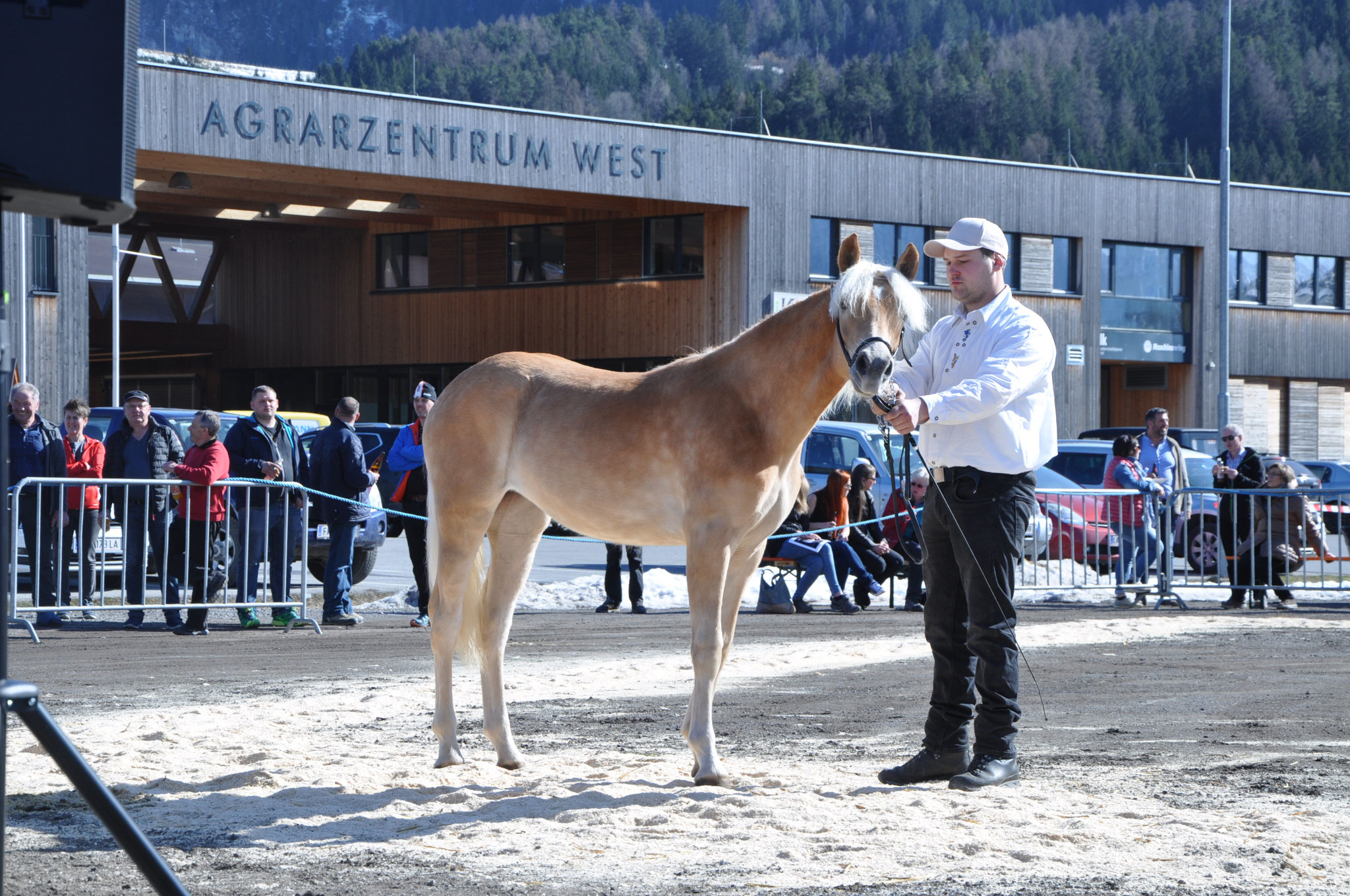 Sieger-Jährling RING 3 in Imst Kat.Nr 122 Fabiana geb. 07.04.2017 M: 19221/T Finn V: liz.266/T Straden Züchter u. Besitzer: Köhle Gerald & Martin, Pfunds