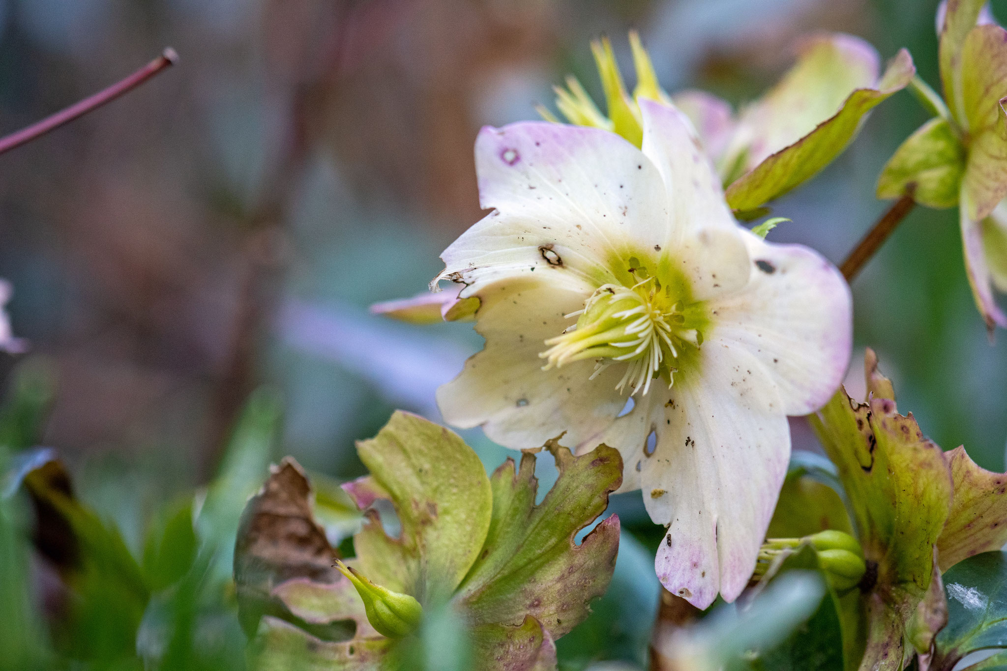 Zwischen Winter und Frühling. In einer Ecke im Garten blüht eine Christrose. Foto: Kai-Uwe Ruf