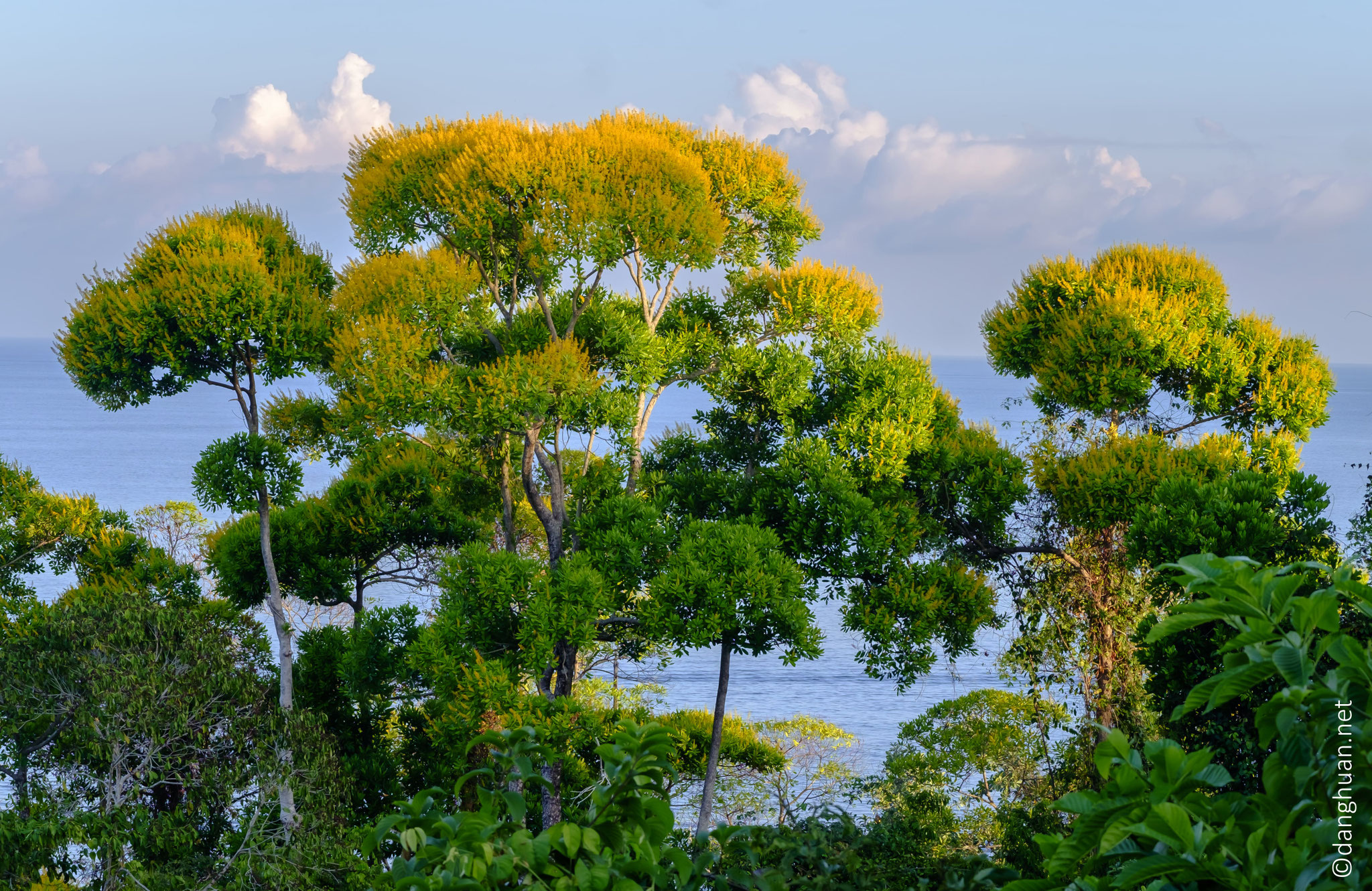 l'arbre brocolis