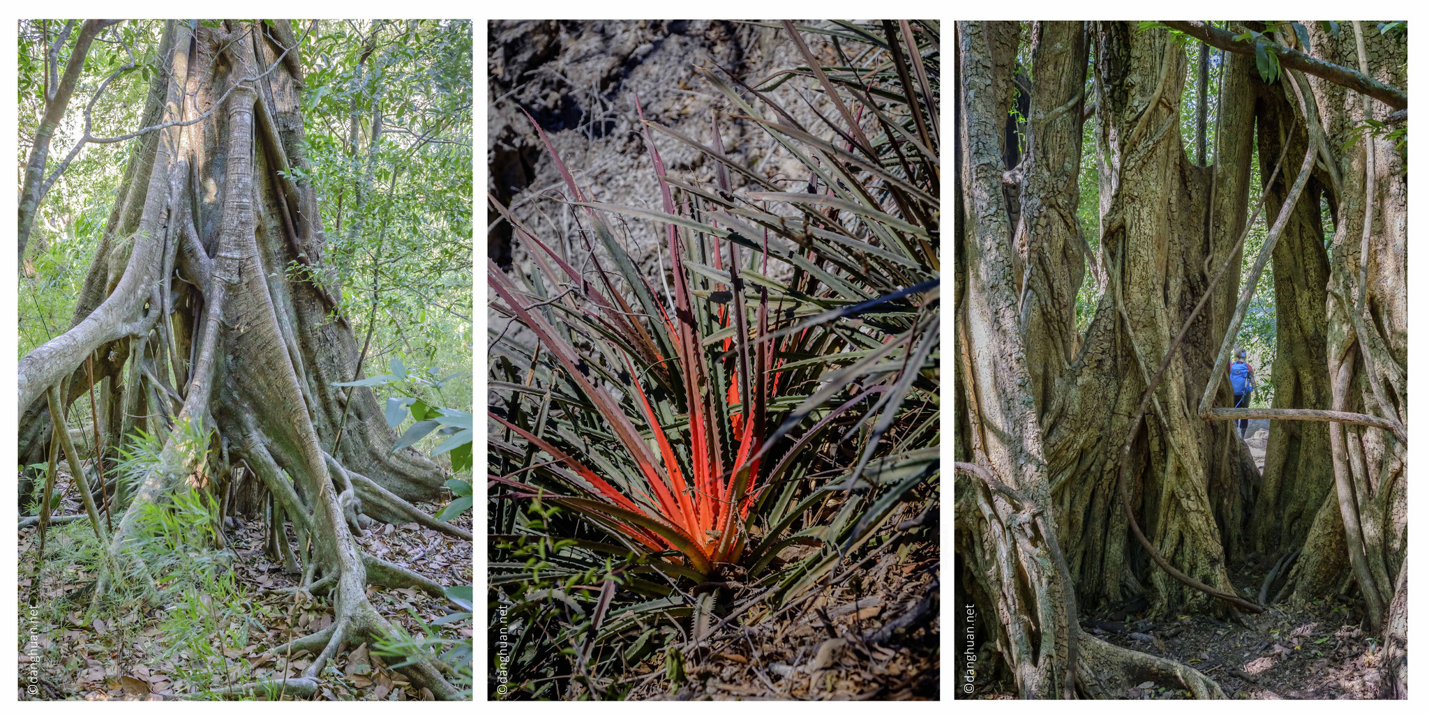 Les arbres de la forêt  primaire tropicale