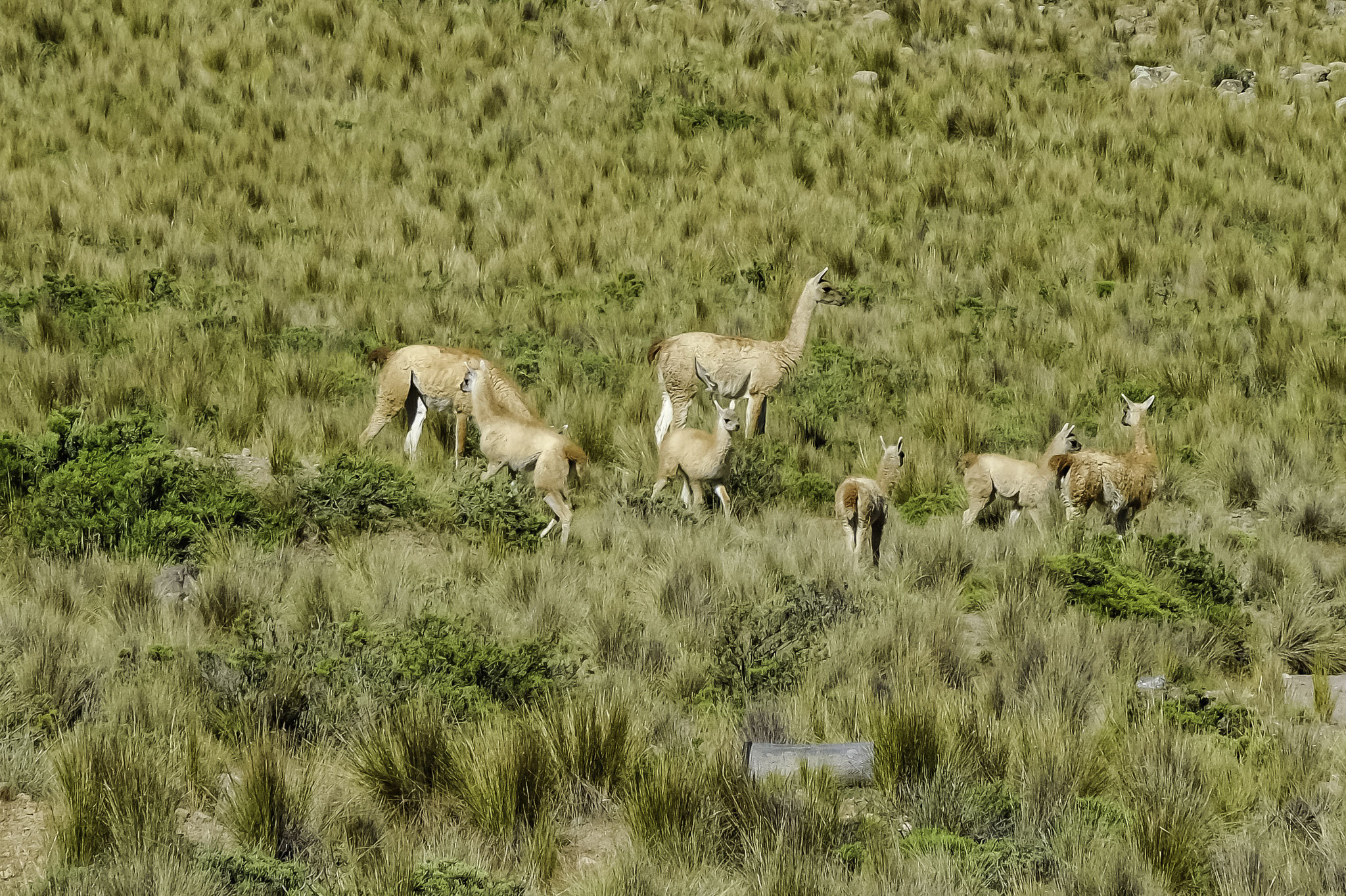  les vigognes et les guanacos ne peuvent être domestiquées ni faire l'objet d'un élevage. ils appartiennent à la communauté