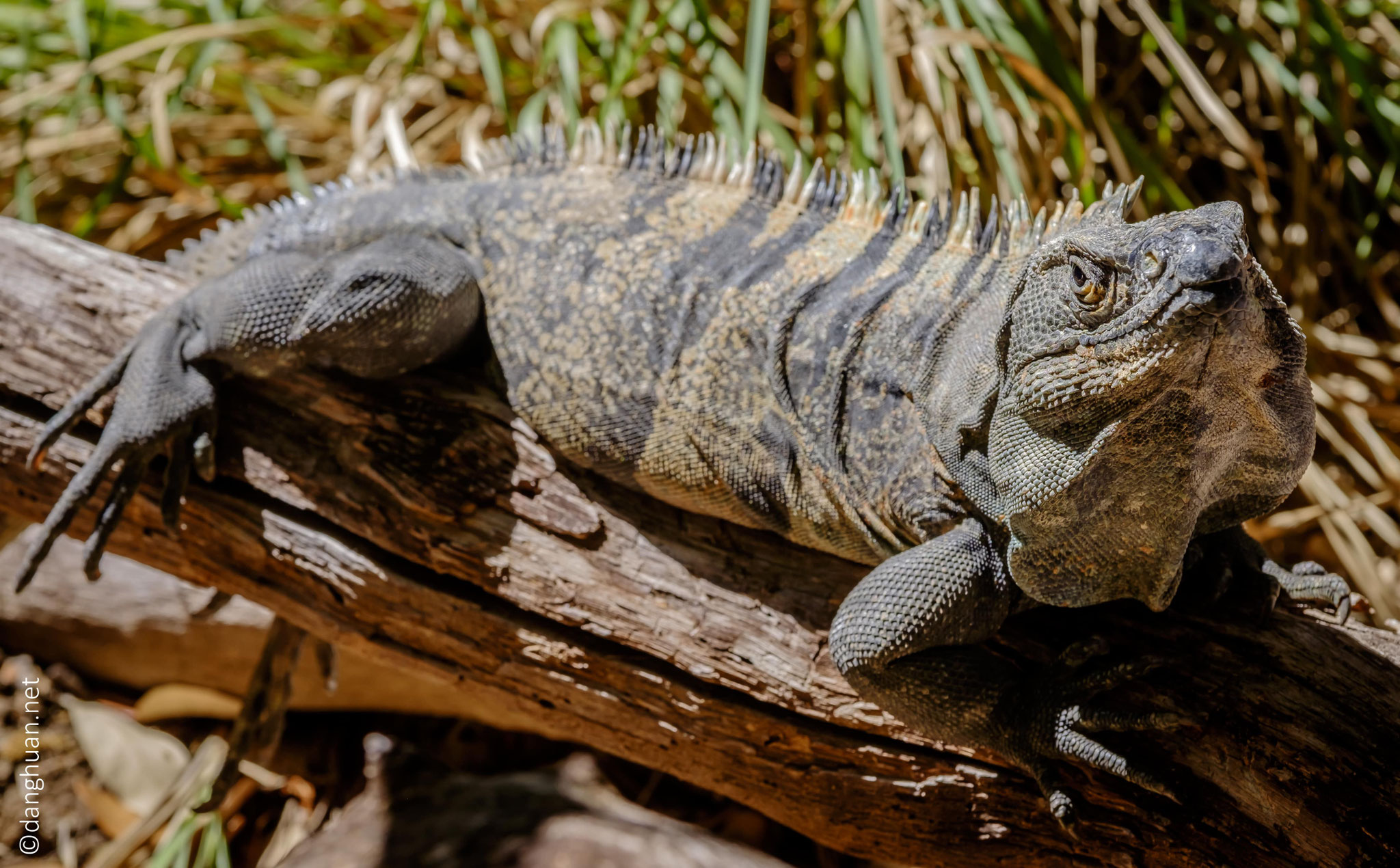 Iguane
