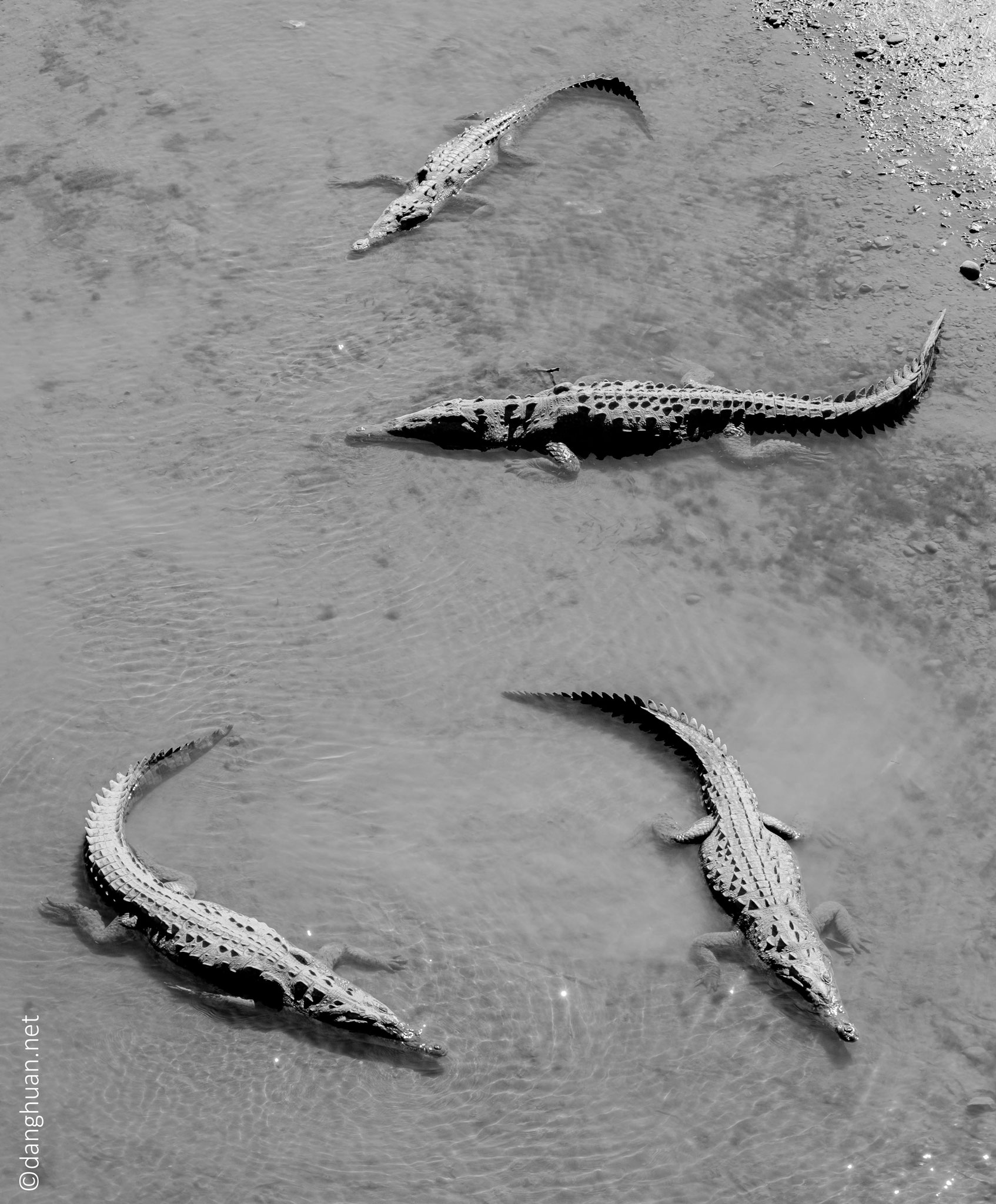 depuis le pont  aux crocodiles de Tarcoles