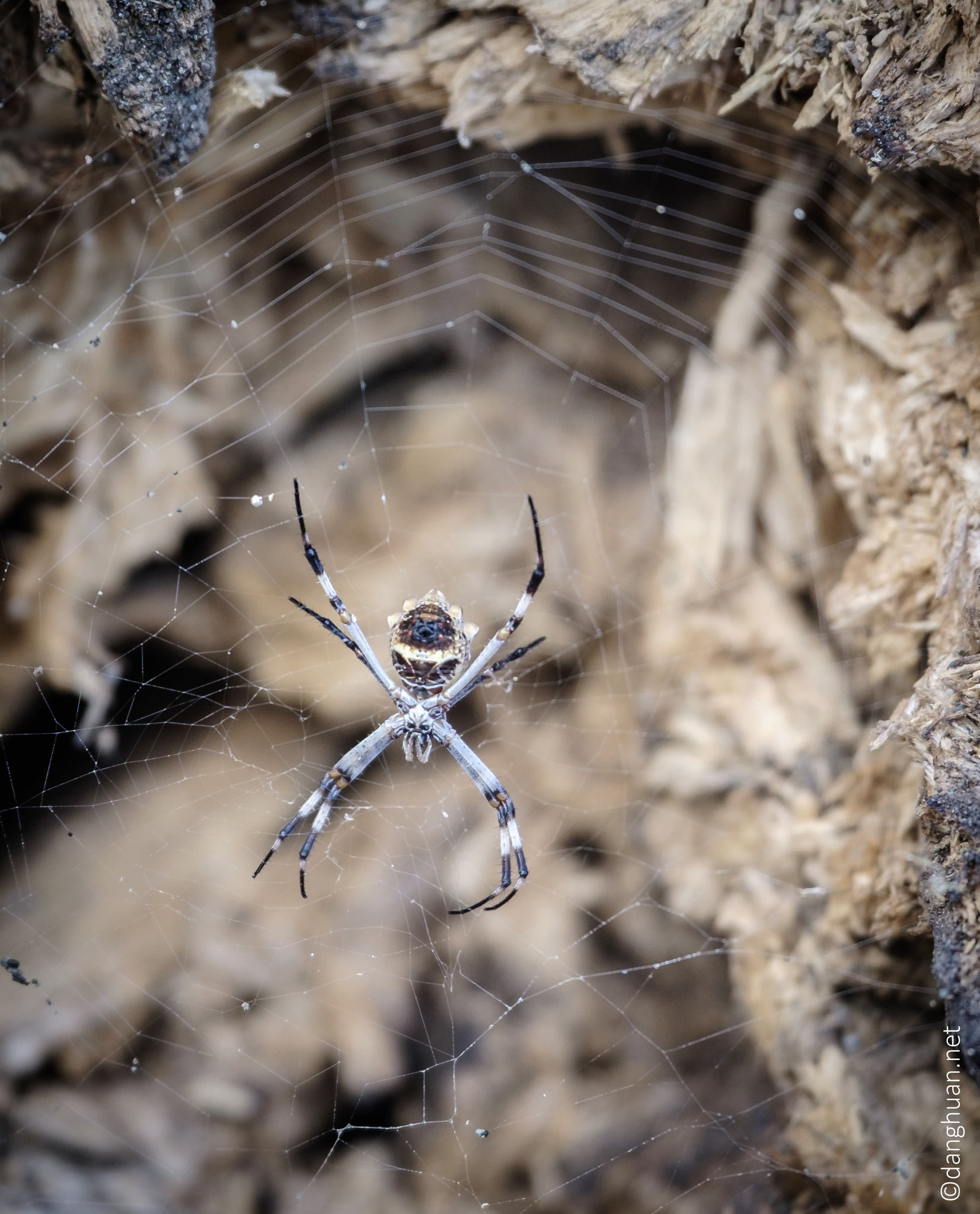 Madame l'araignée monte la garde