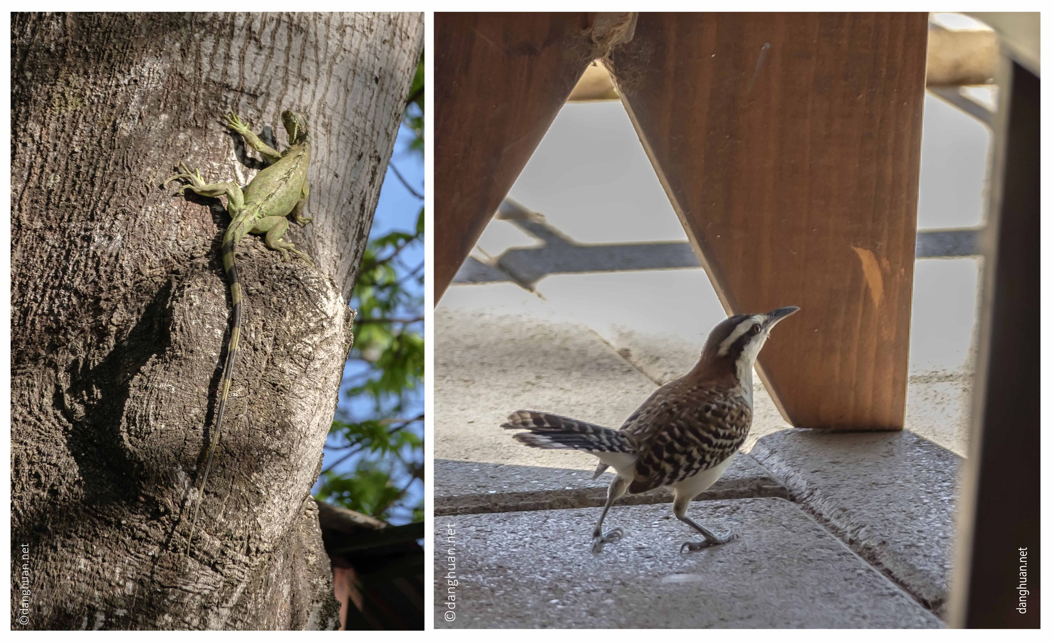 Lézard vert et rufous-naped wren