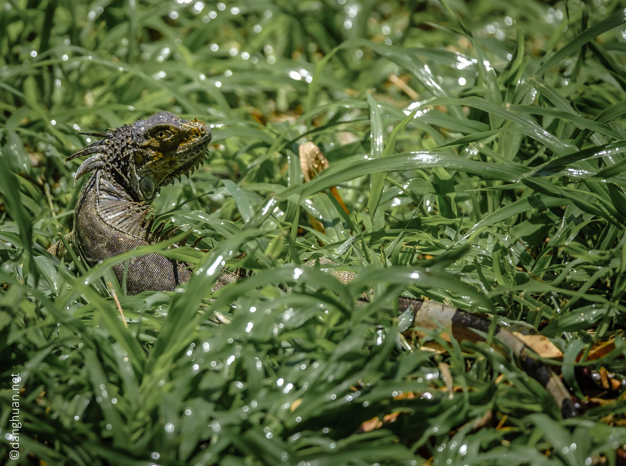 Iguane