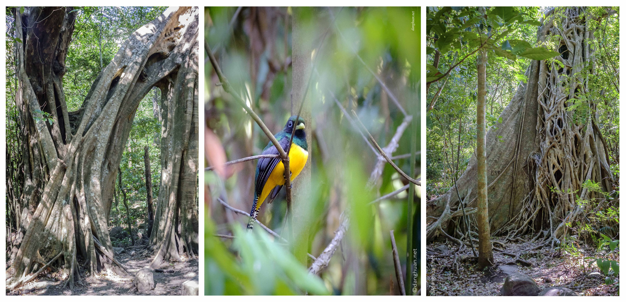 Trogon à tête noire