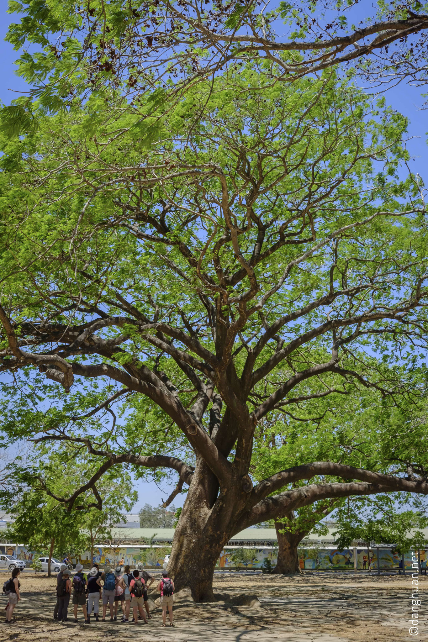 L’arbre guanacaste est un emblème national du Costa Rica