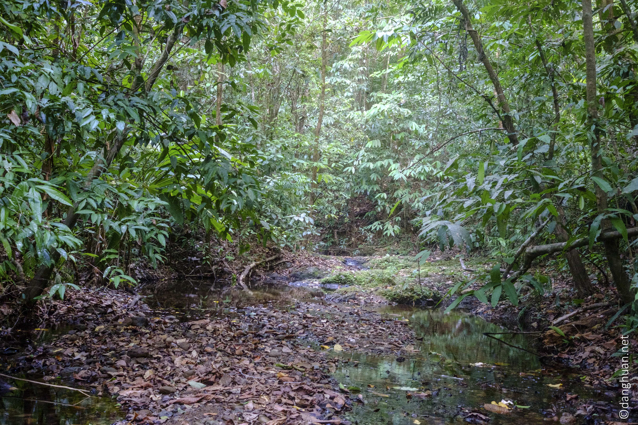 Considéré comme le joyau des réserves tropicales humides de Costa Rica