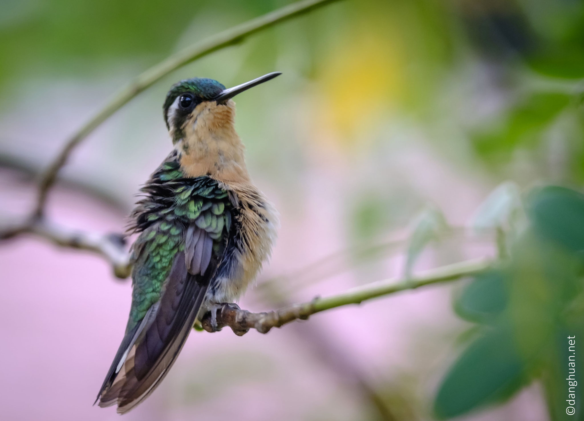 Colibri