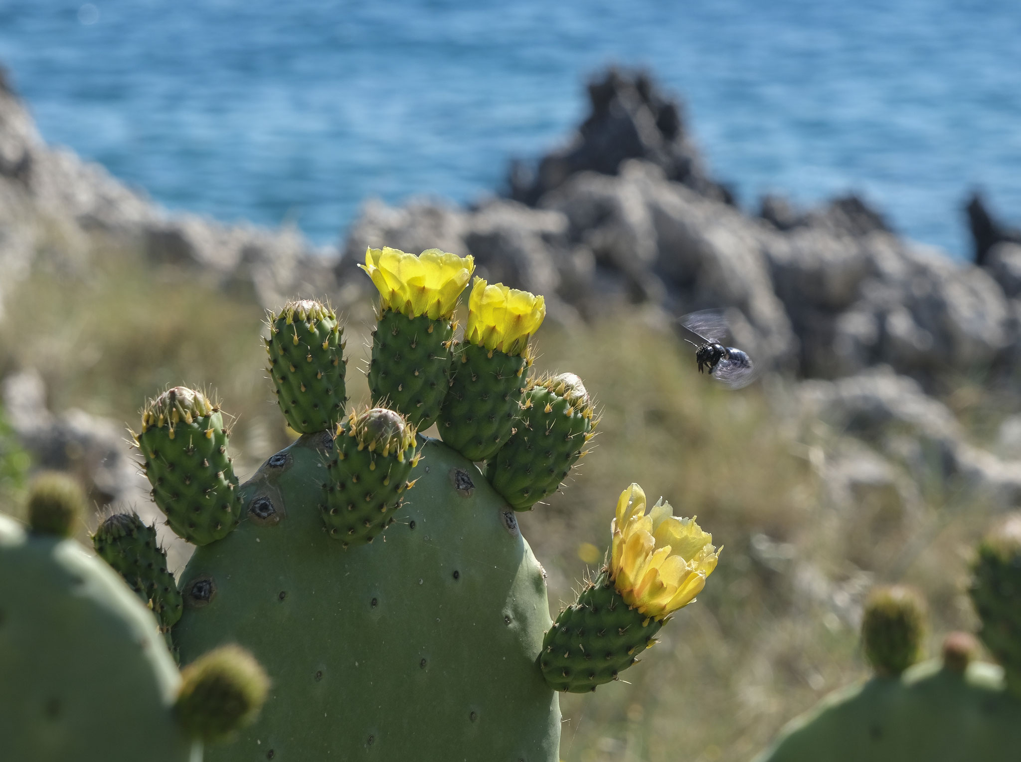 Dans les jardins du port d'Agios Nikolaos